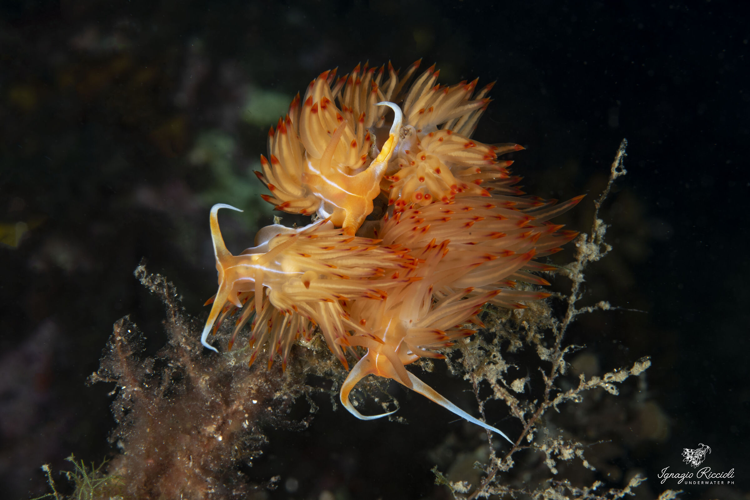 Dondice Banyulensis |