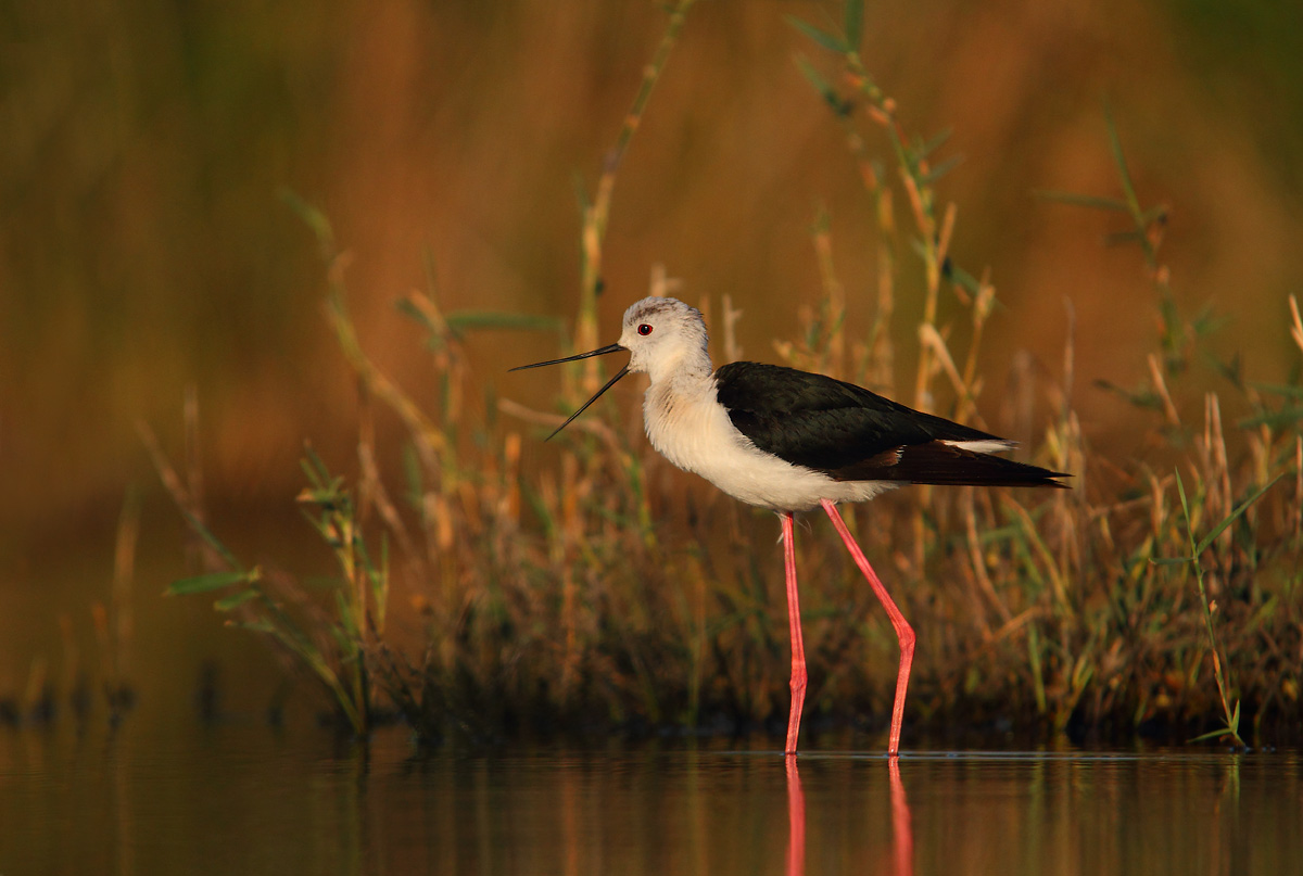 Knight of the Italian first light