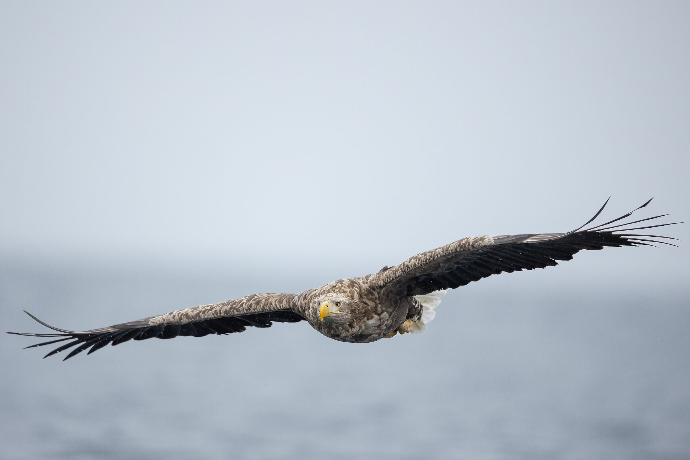 2025 Winter, Hokkaido Nature