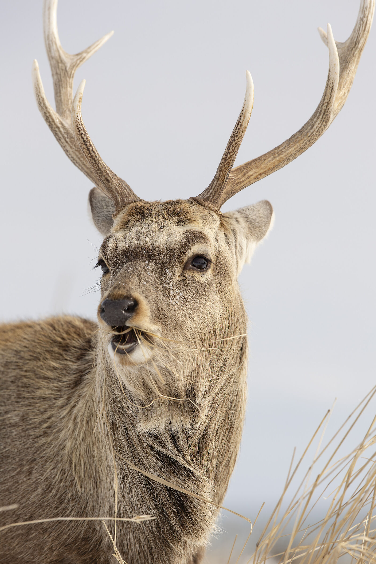 2025 Winter, Hokkaido Nature