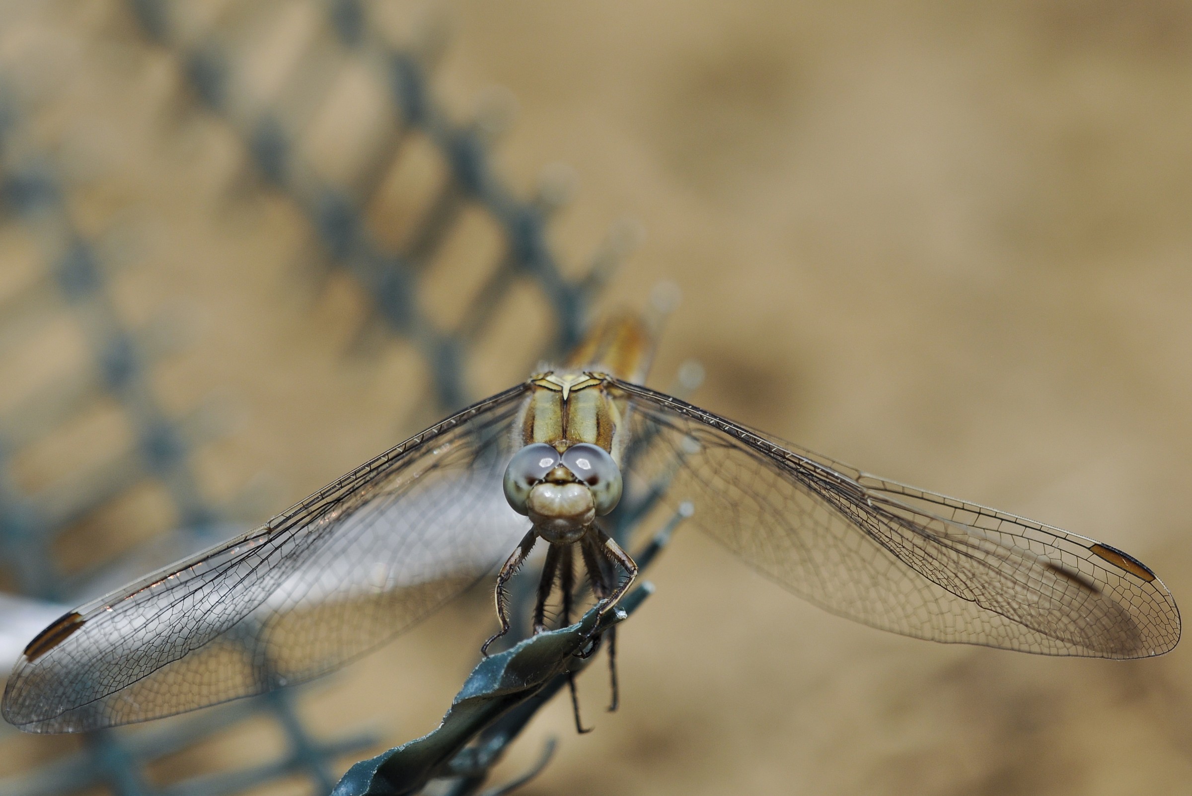 libellula