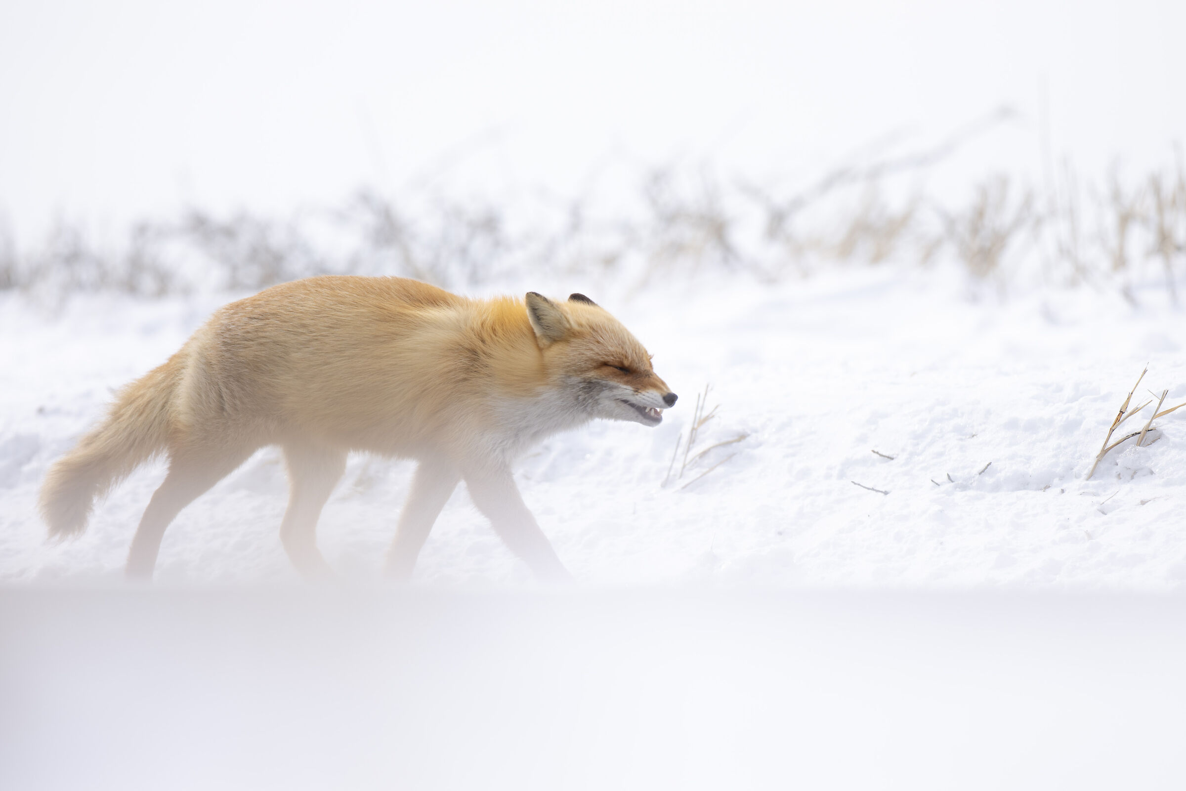 2025 Winter, Hokkaido Nature