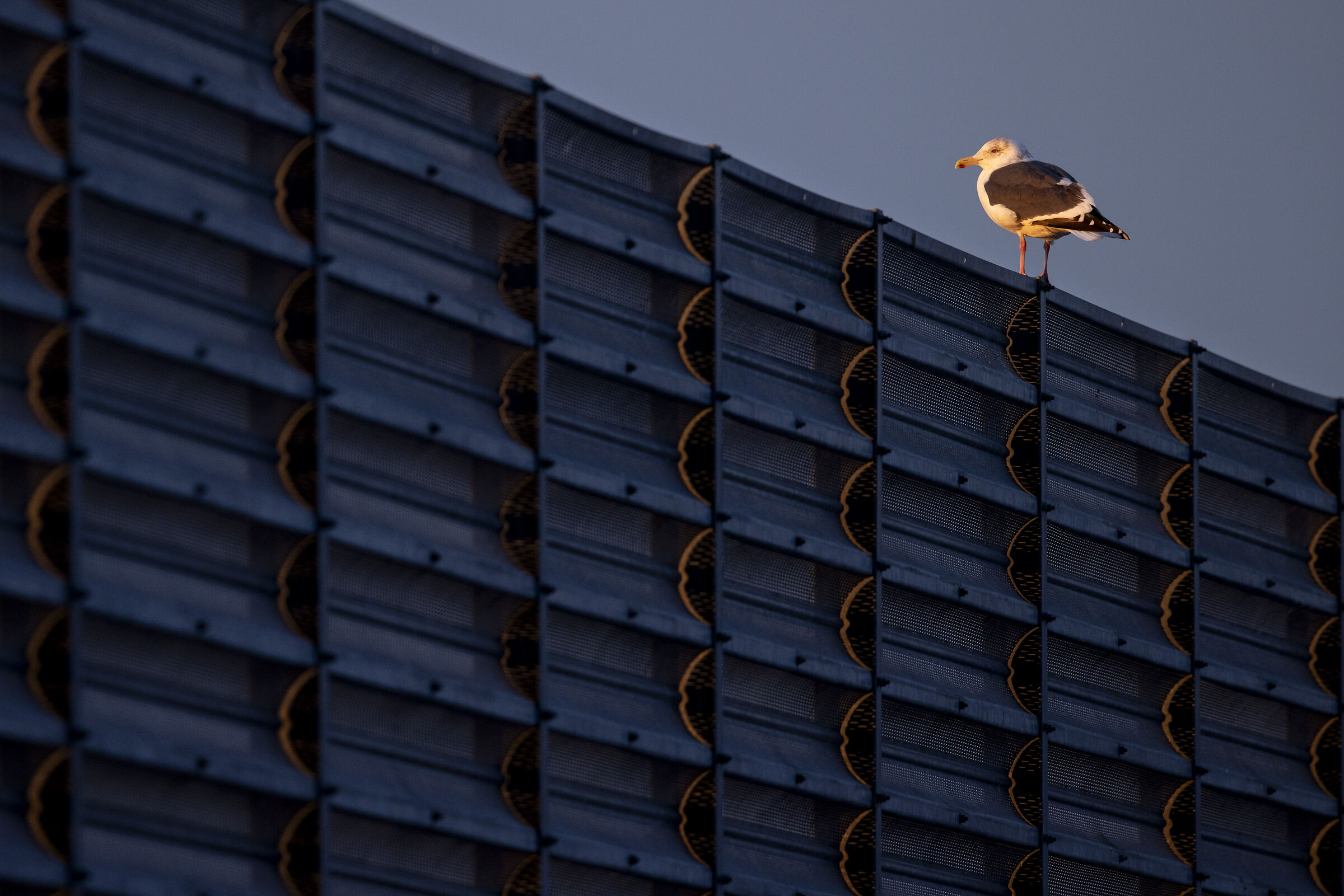 2025 Inverno, Giappone Selvaggio