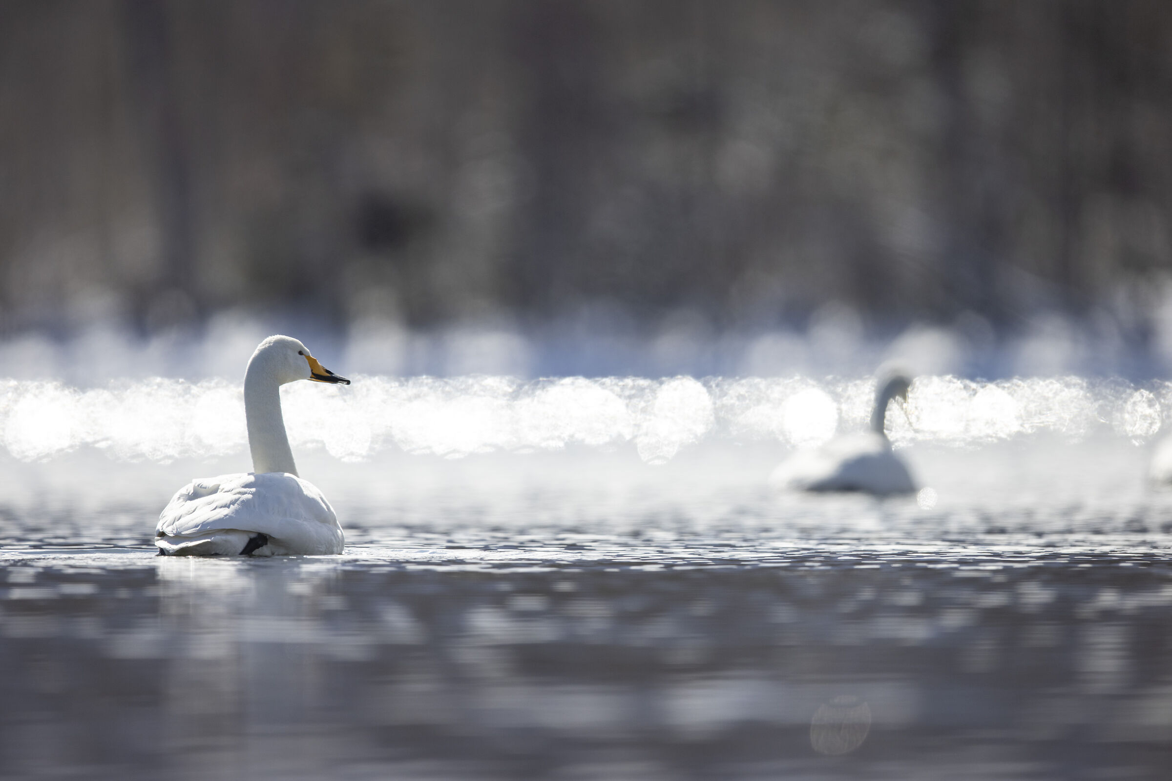 2025 Winter, Hokkaido Nature