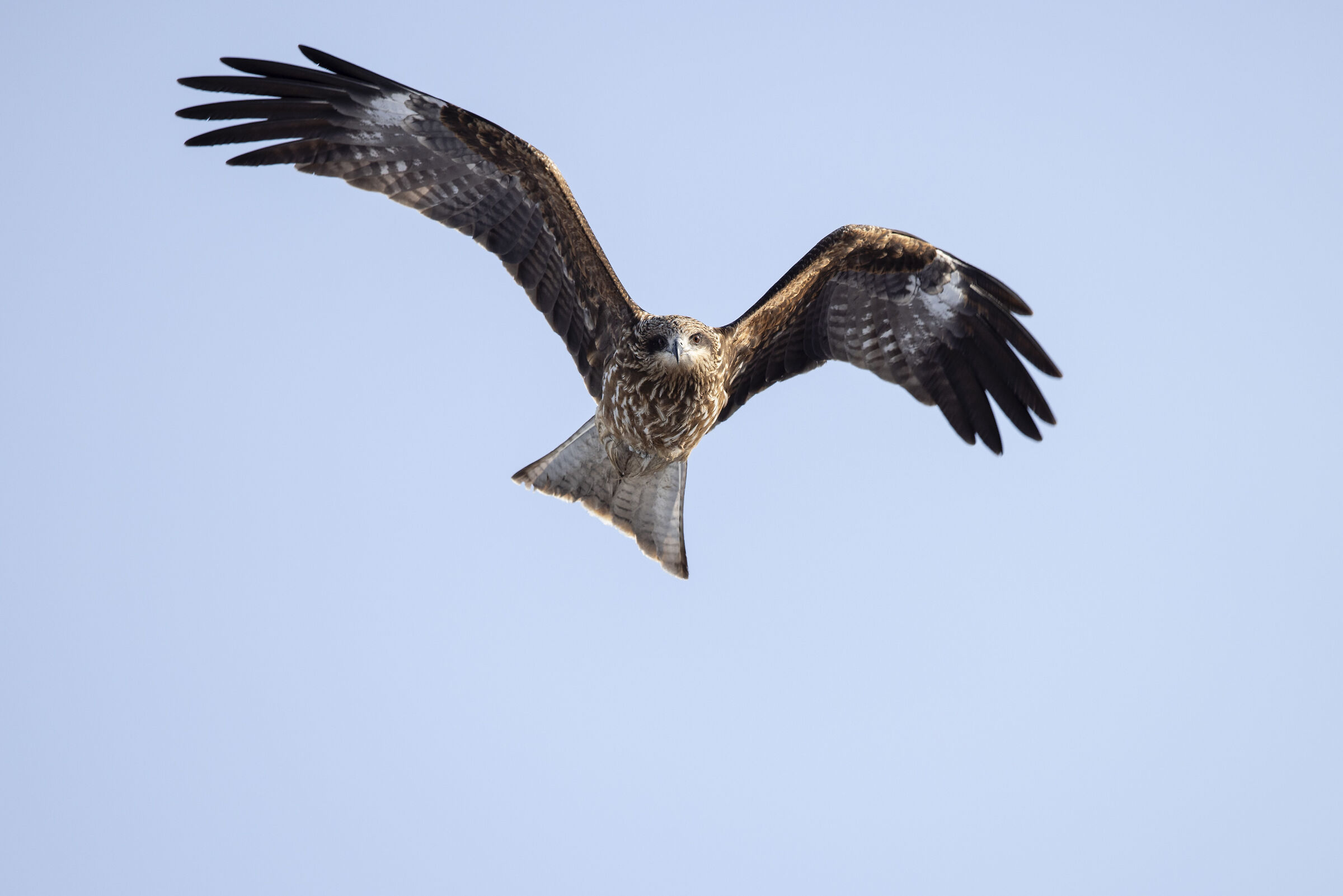2025 Winter, Hokkaido Nature