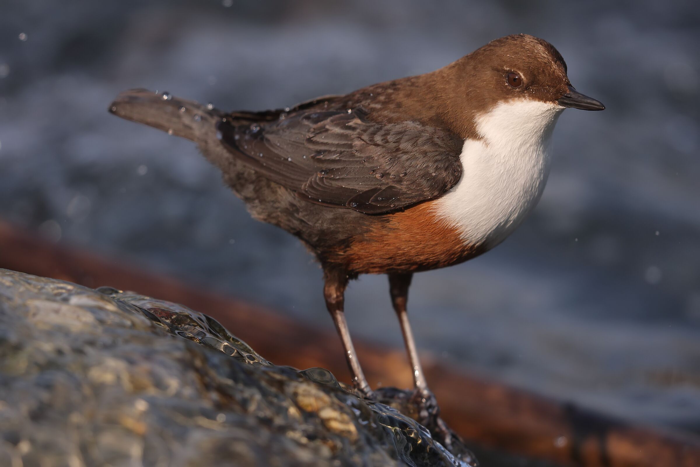 Merlo acquaiolo a mm zero
