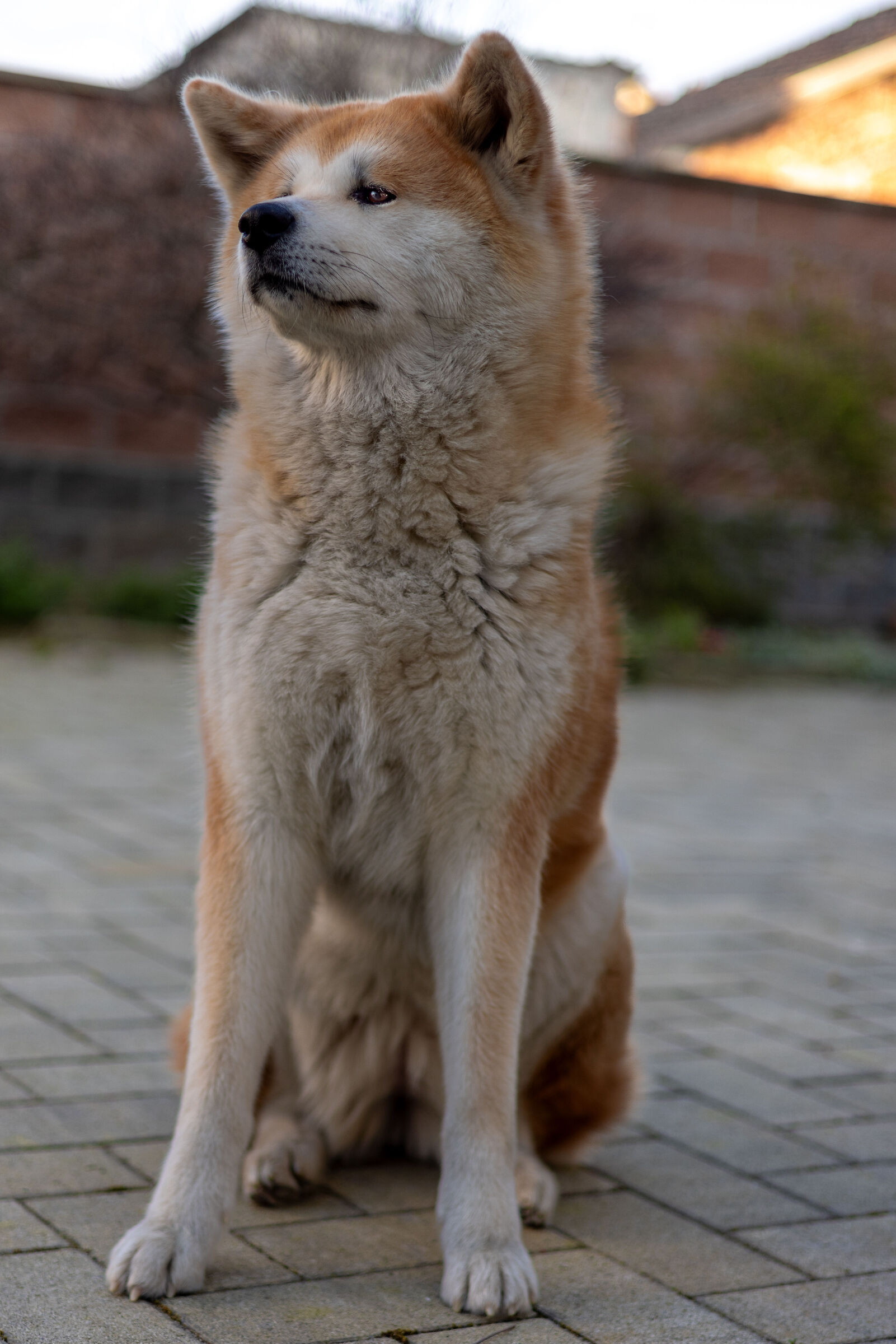Oshi