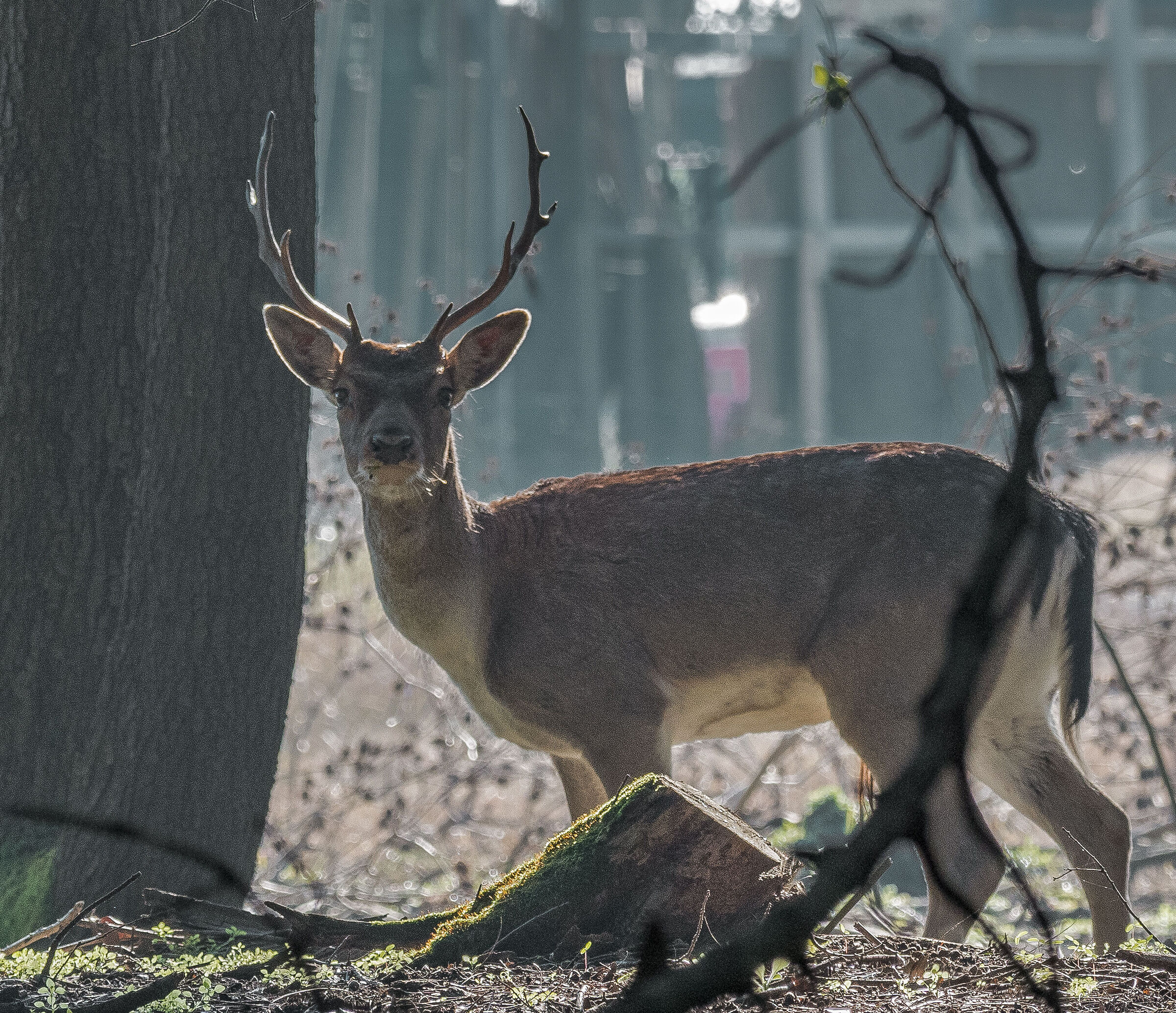 fallow deer
