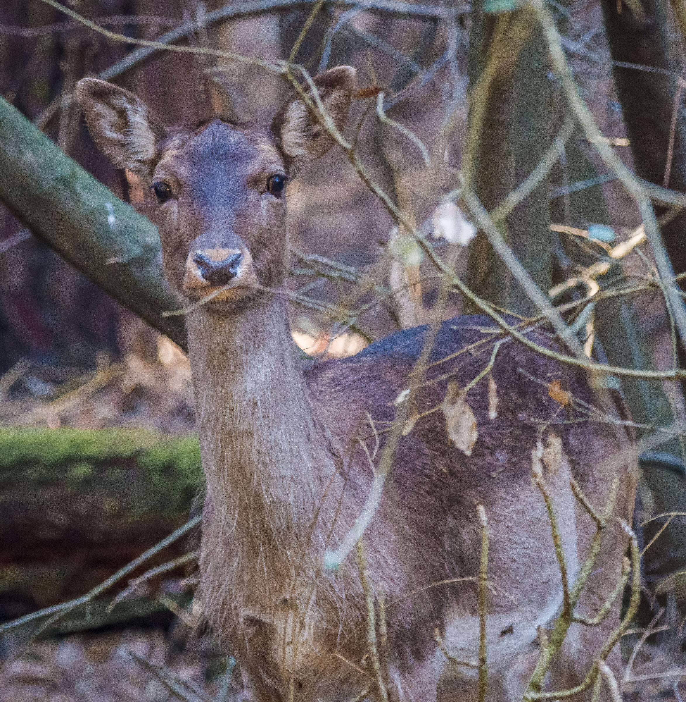 fallow deer