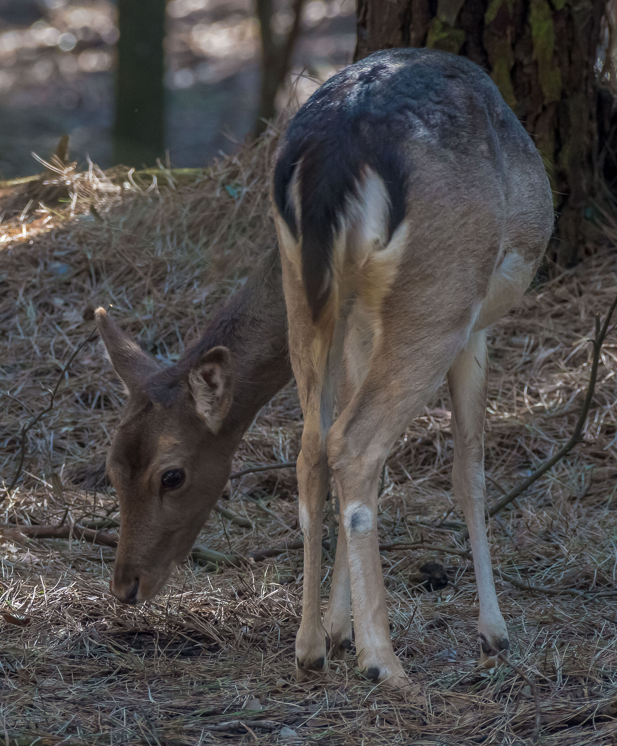 fallow deer