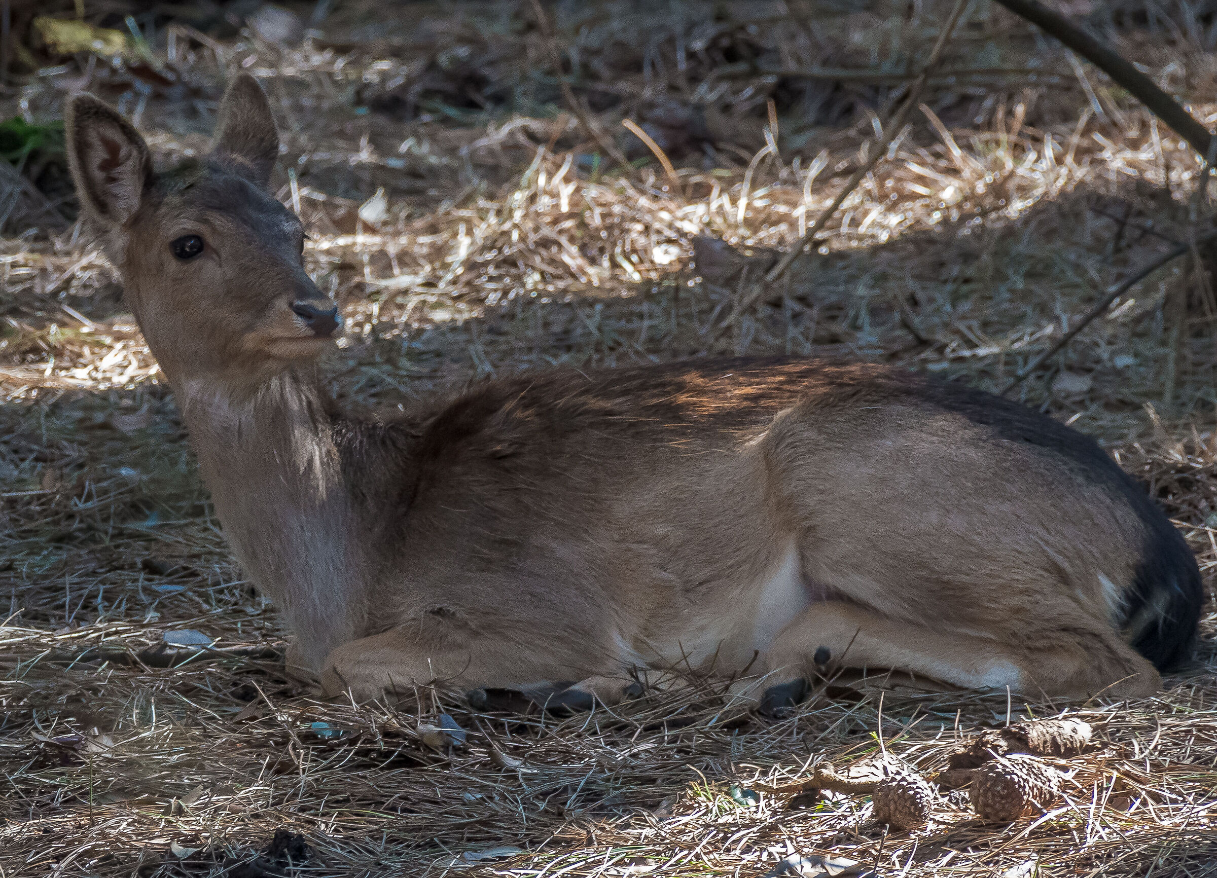 fallow deer