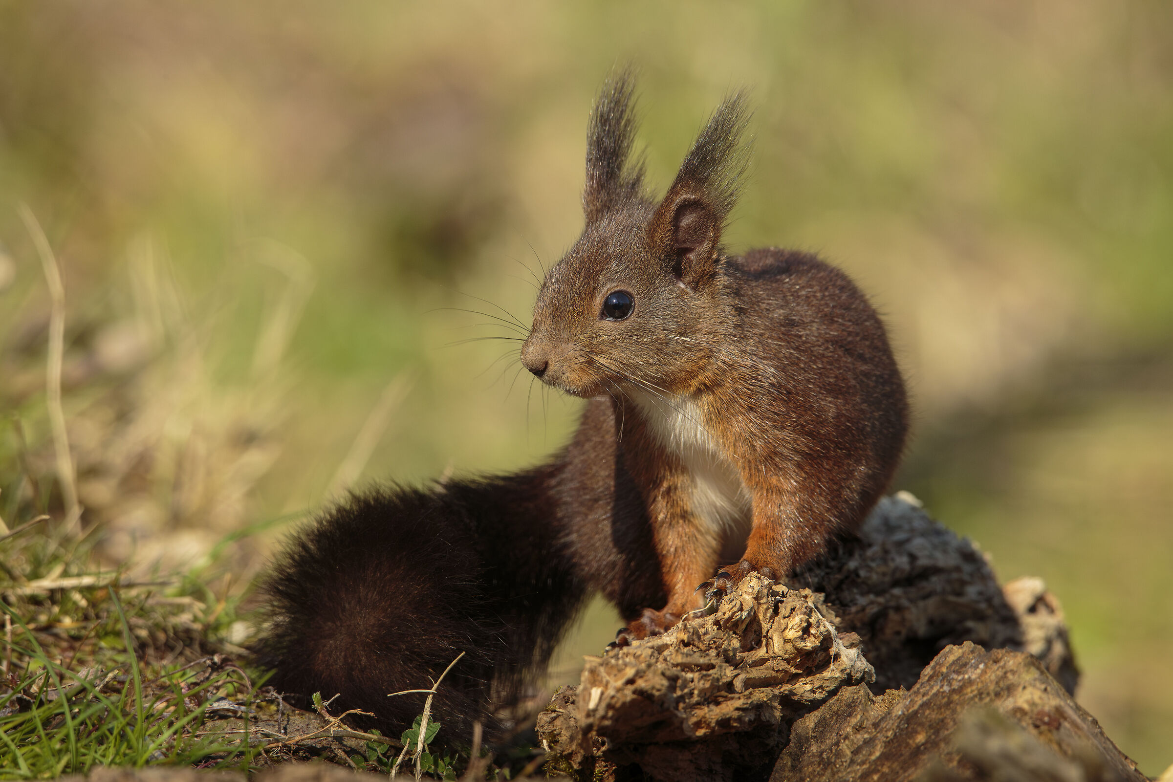 Red squirrel