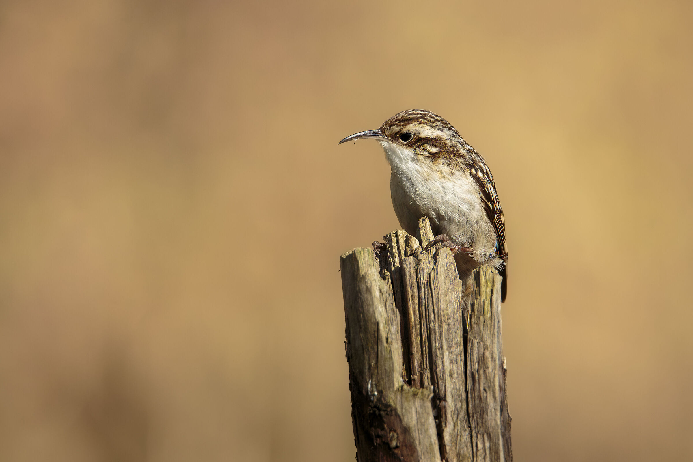 Climbing Treecreeper