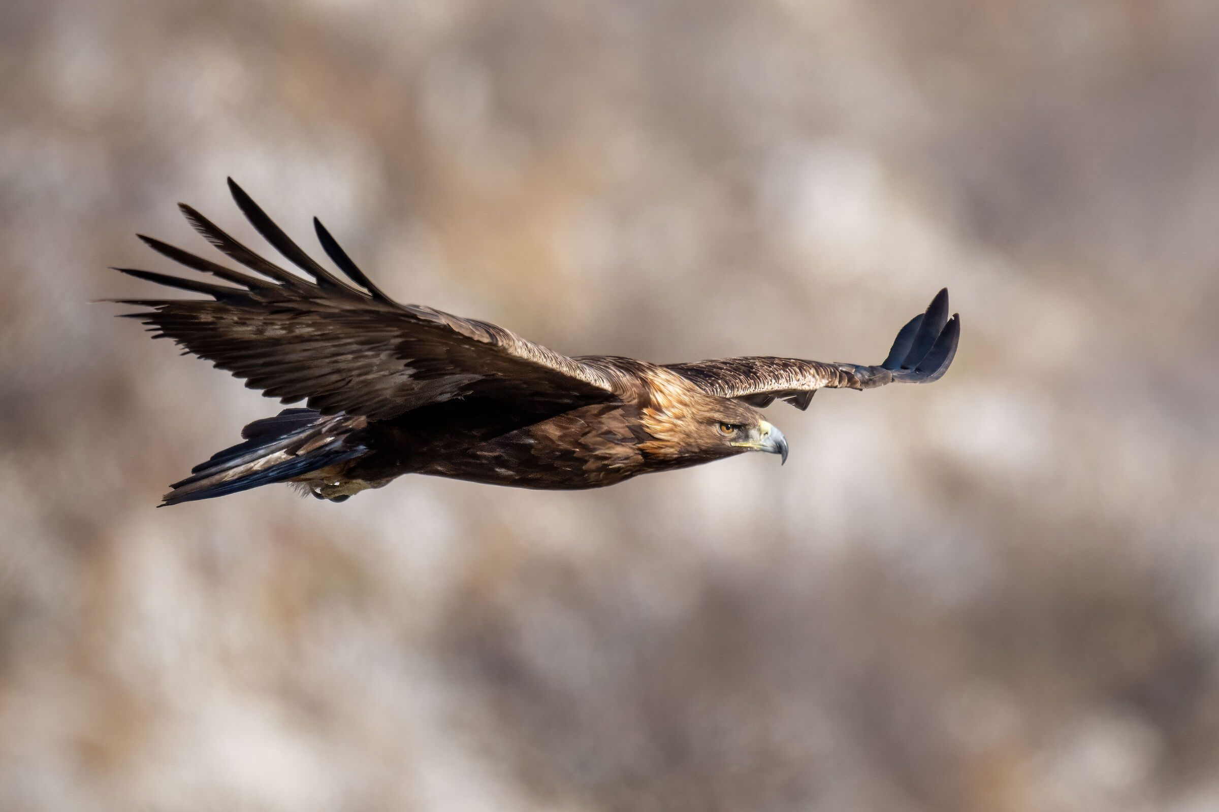 Golden eagle in flight set