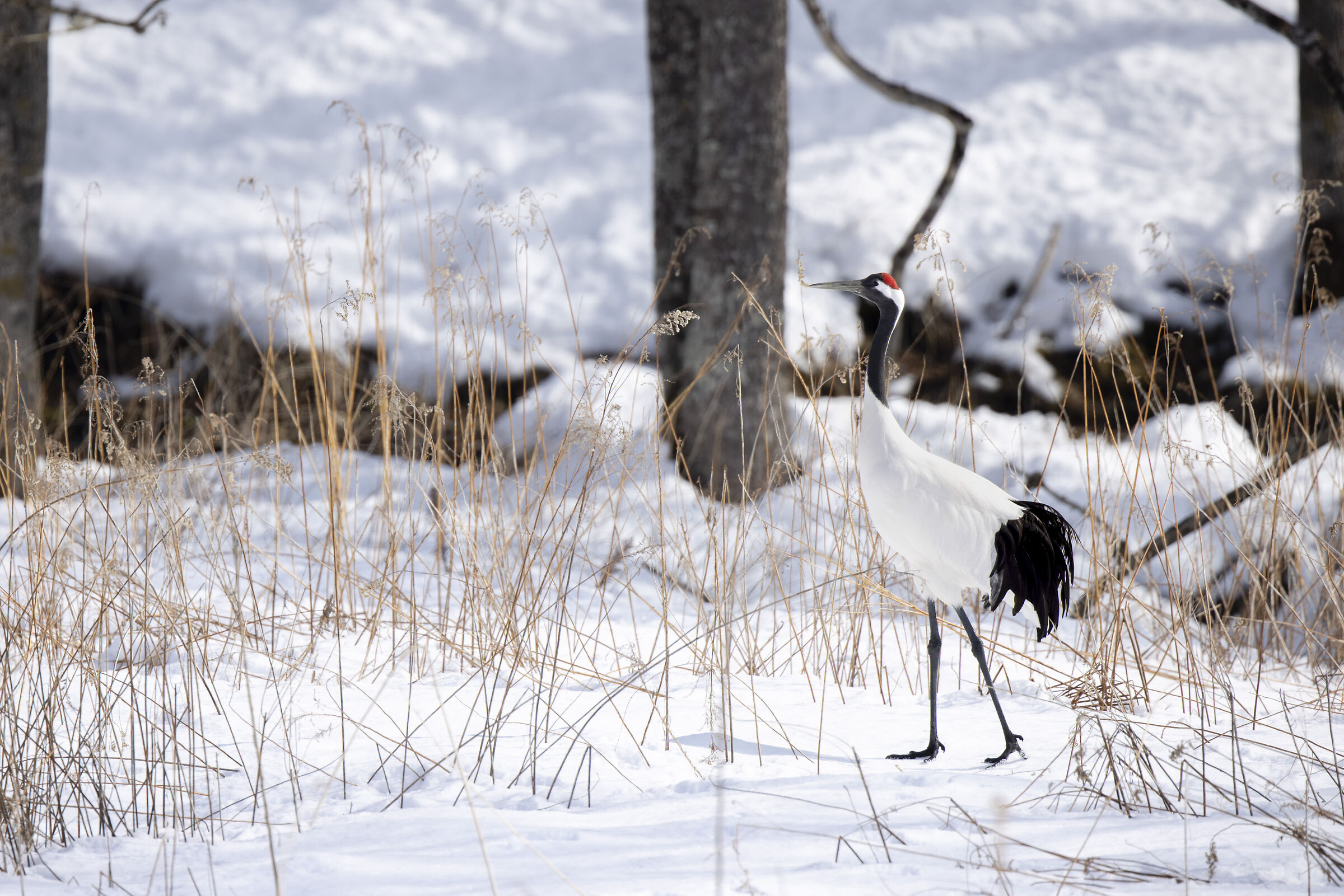2025 Winter, Hokkaido Nature