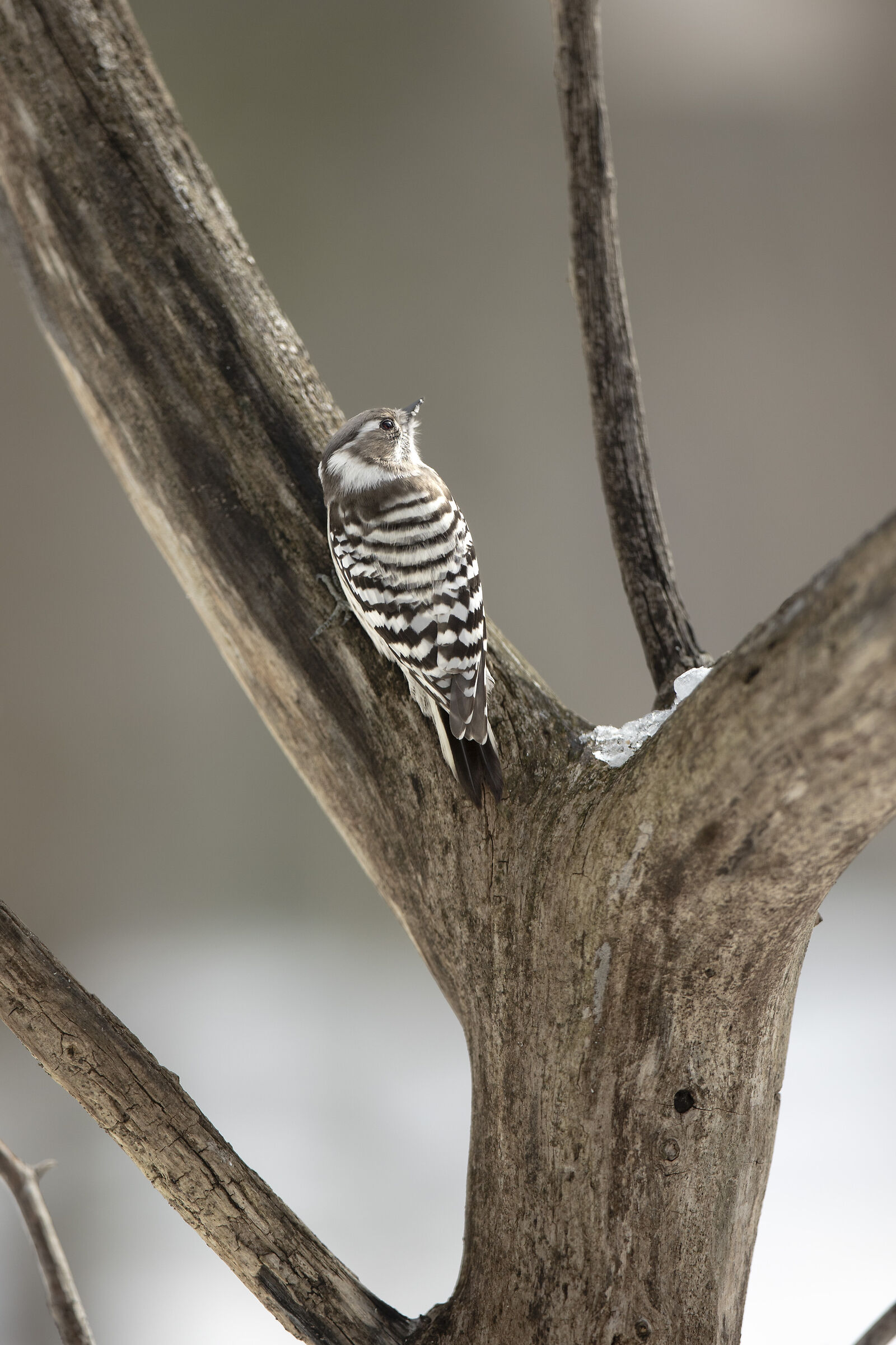 2025 Winter, Hokkaido Nature
