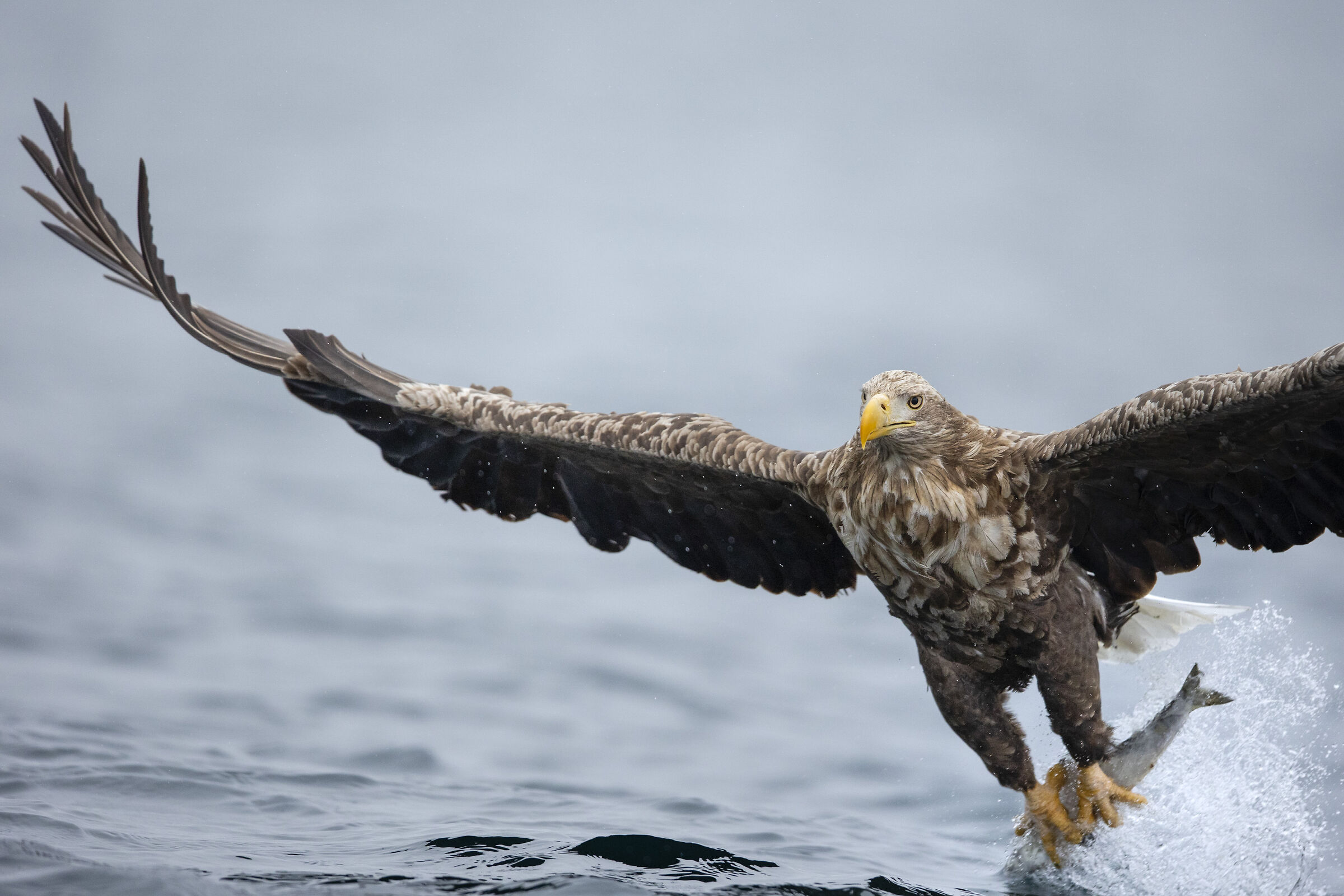 2025 Winter, Hokkaido Nature