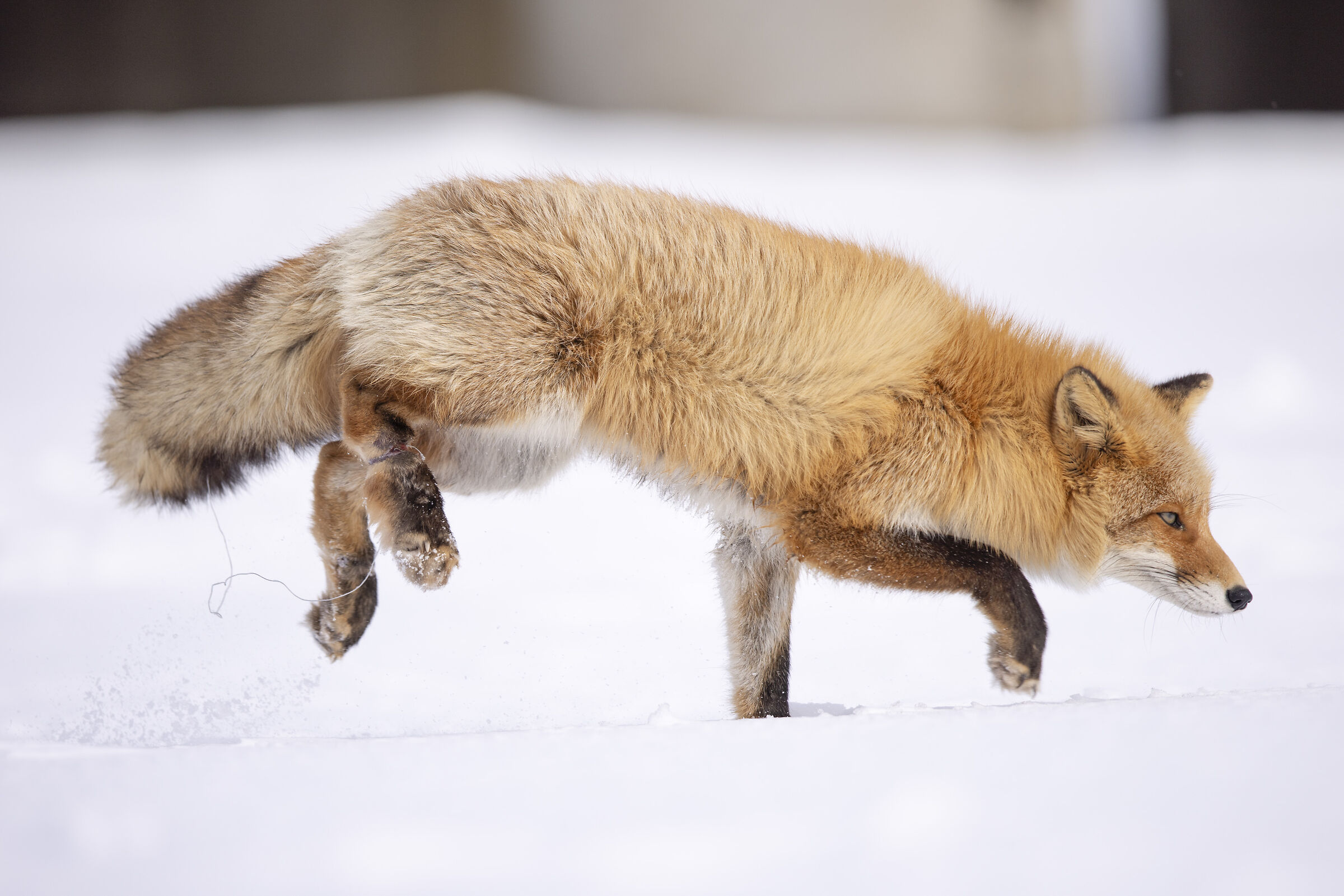 2025 Winter, Hokkaido Nature