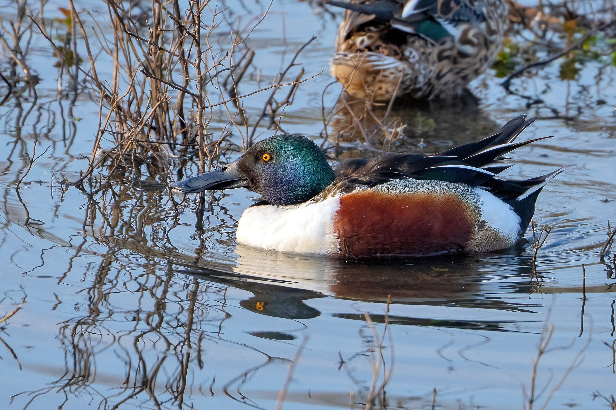 Male Shoveler (Spatula clypeata)