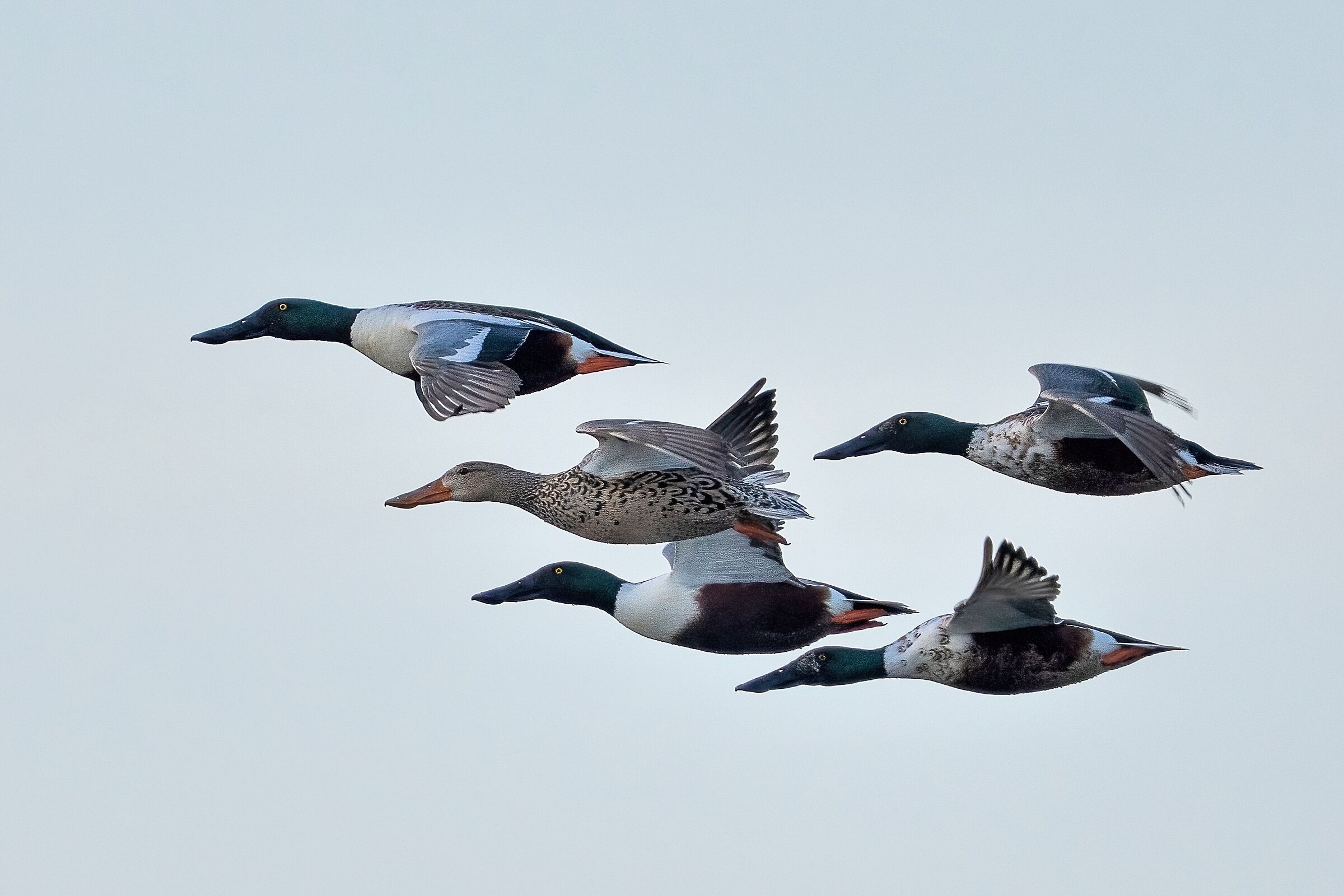 The squadron of Shovelers