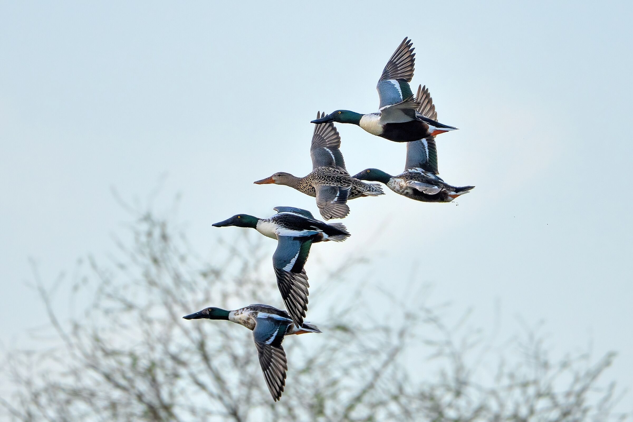 The squadron of Shovelers
