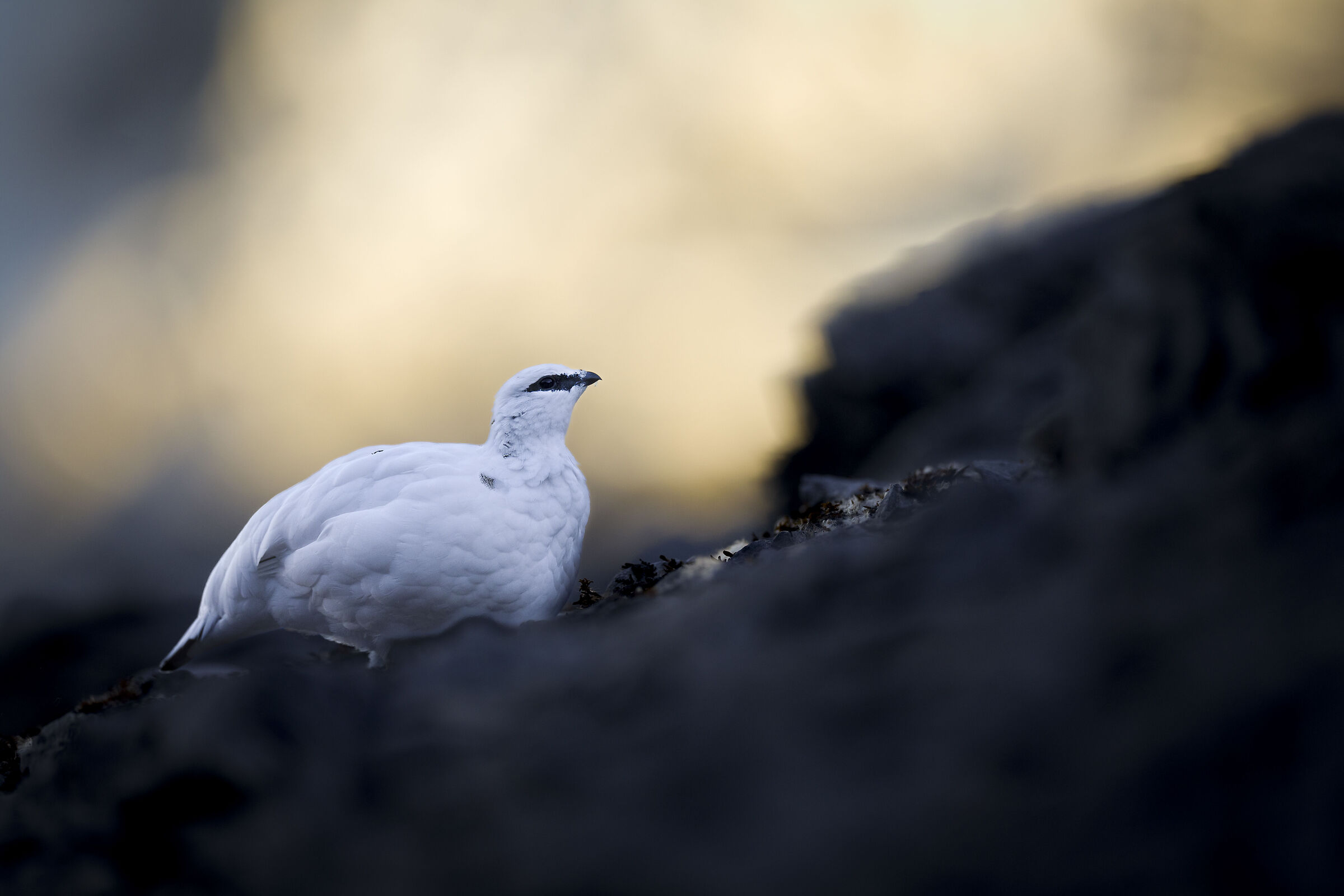 Pernice Bianca maschio