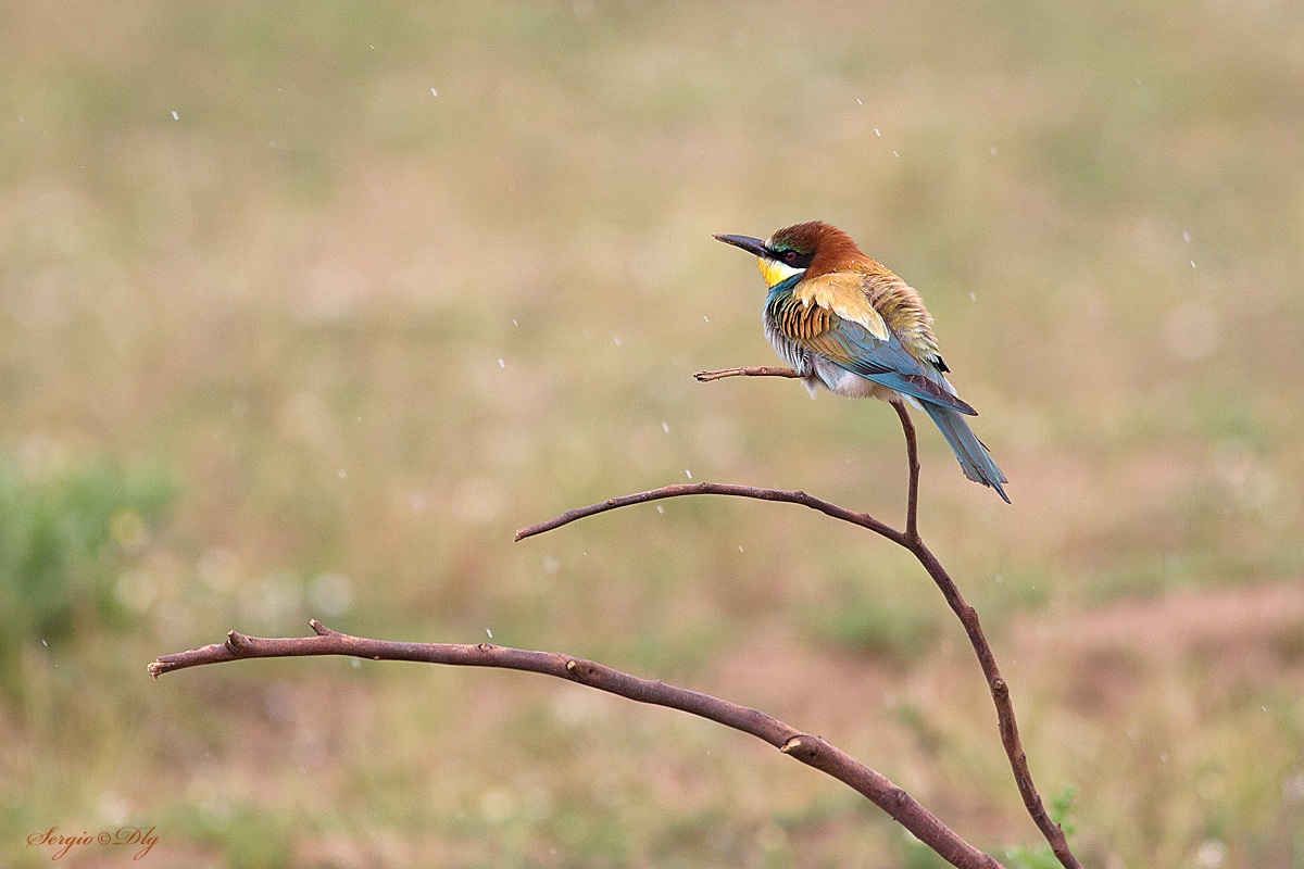 Gruccione sotto la pioggia