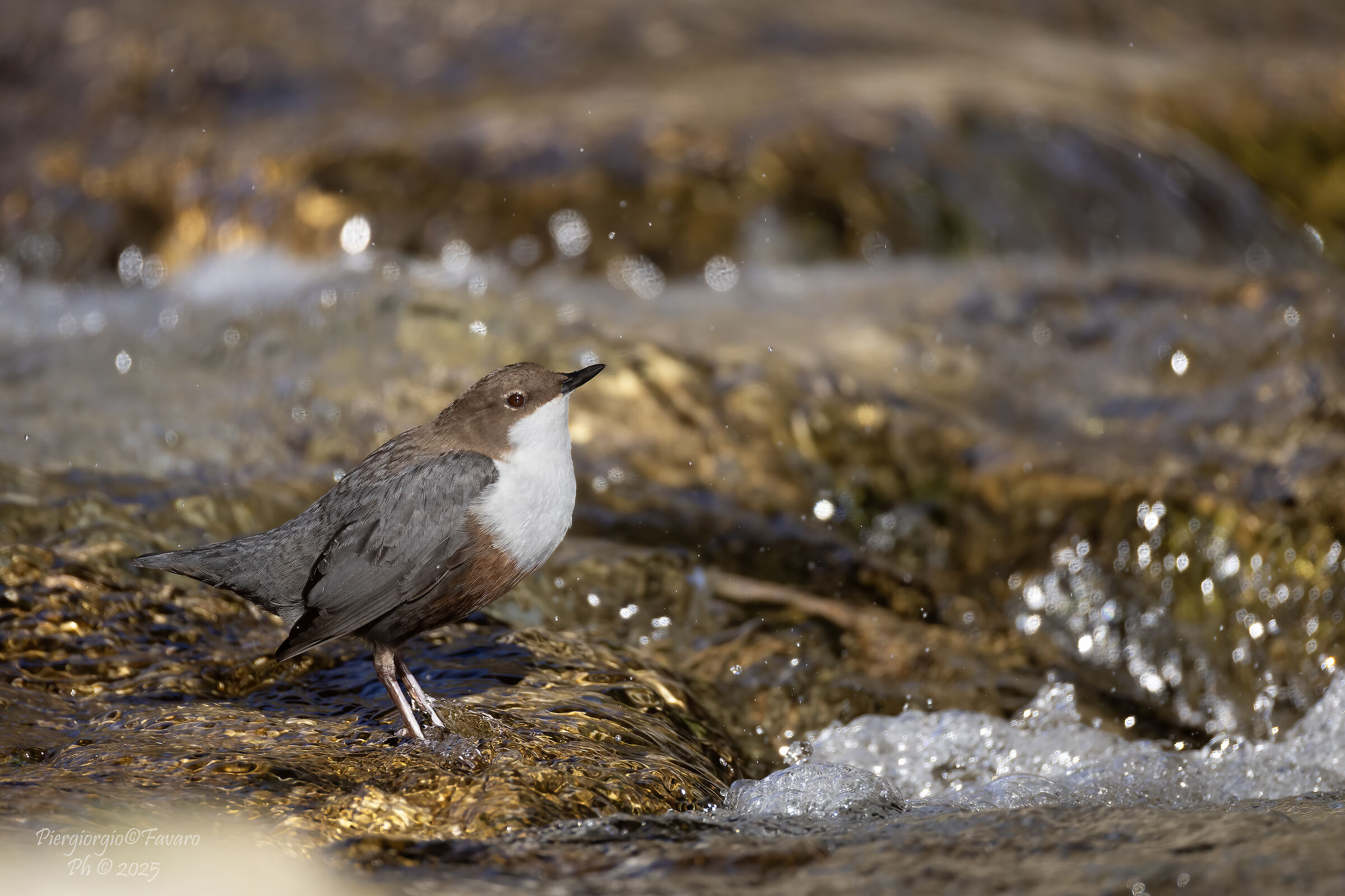 White-throated dipper