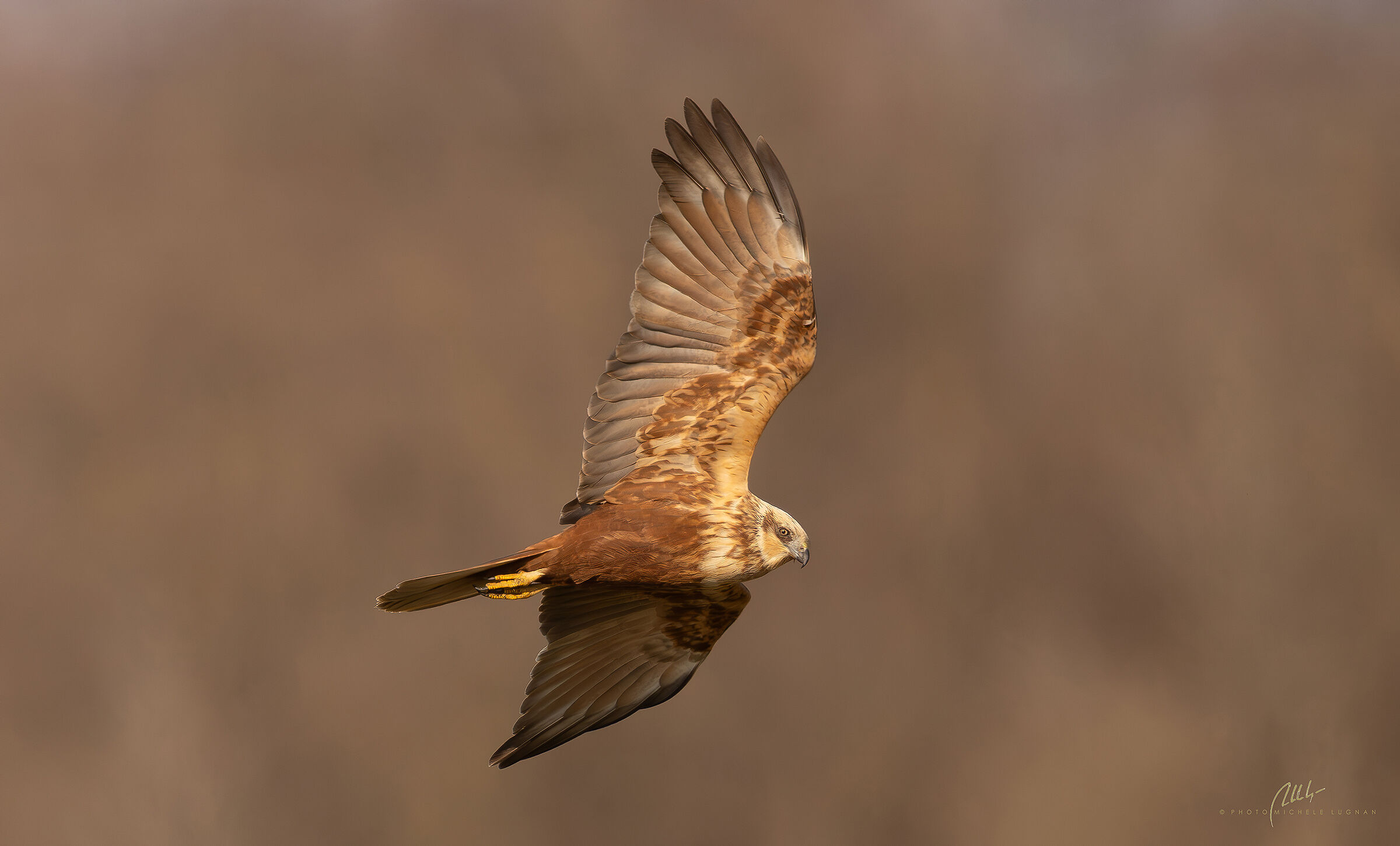 Marsh Harrier