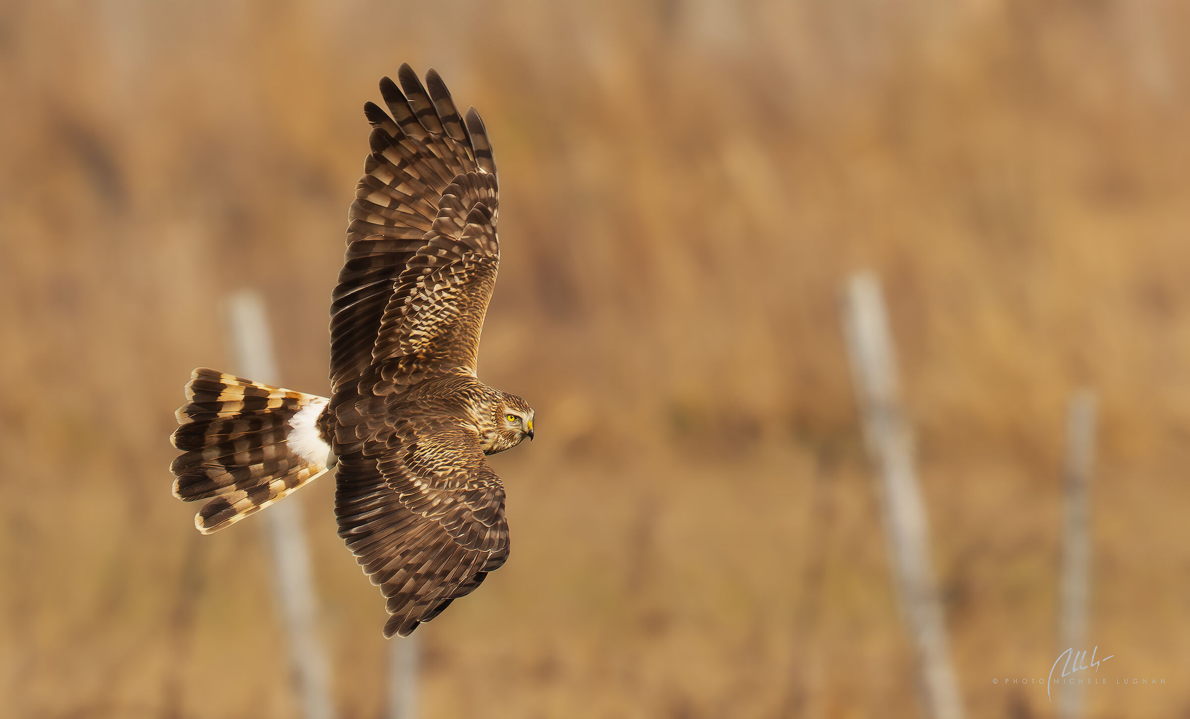 hen harrier