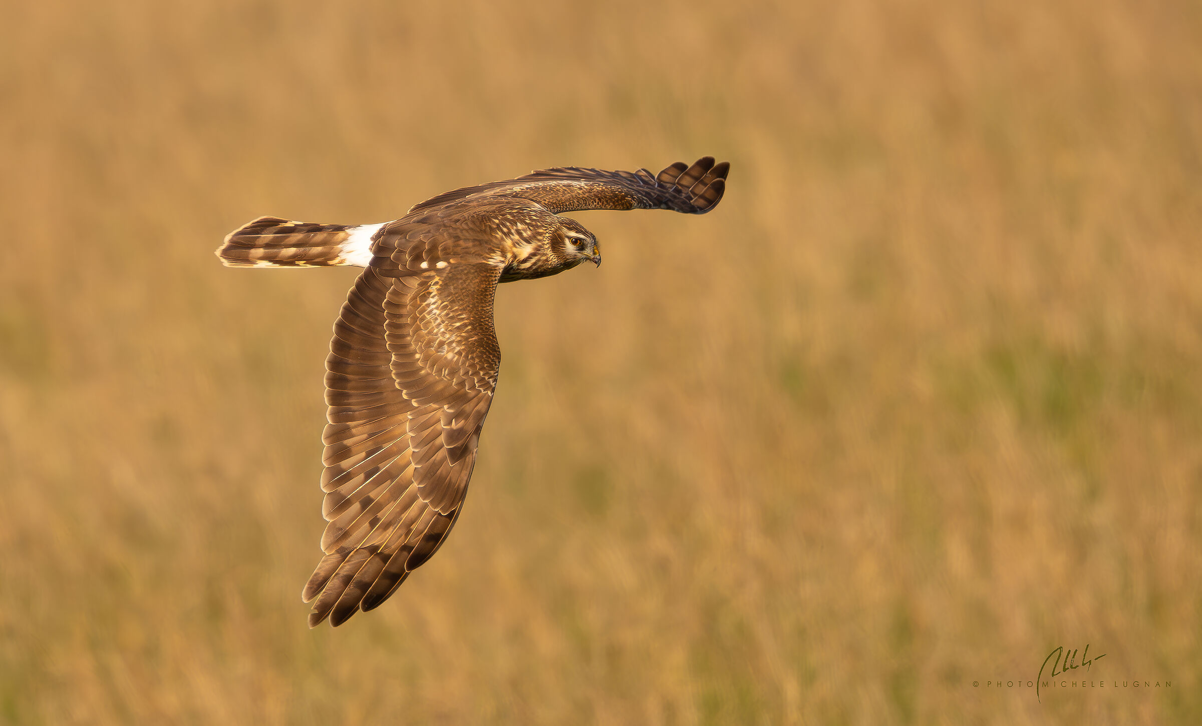 hen harrier