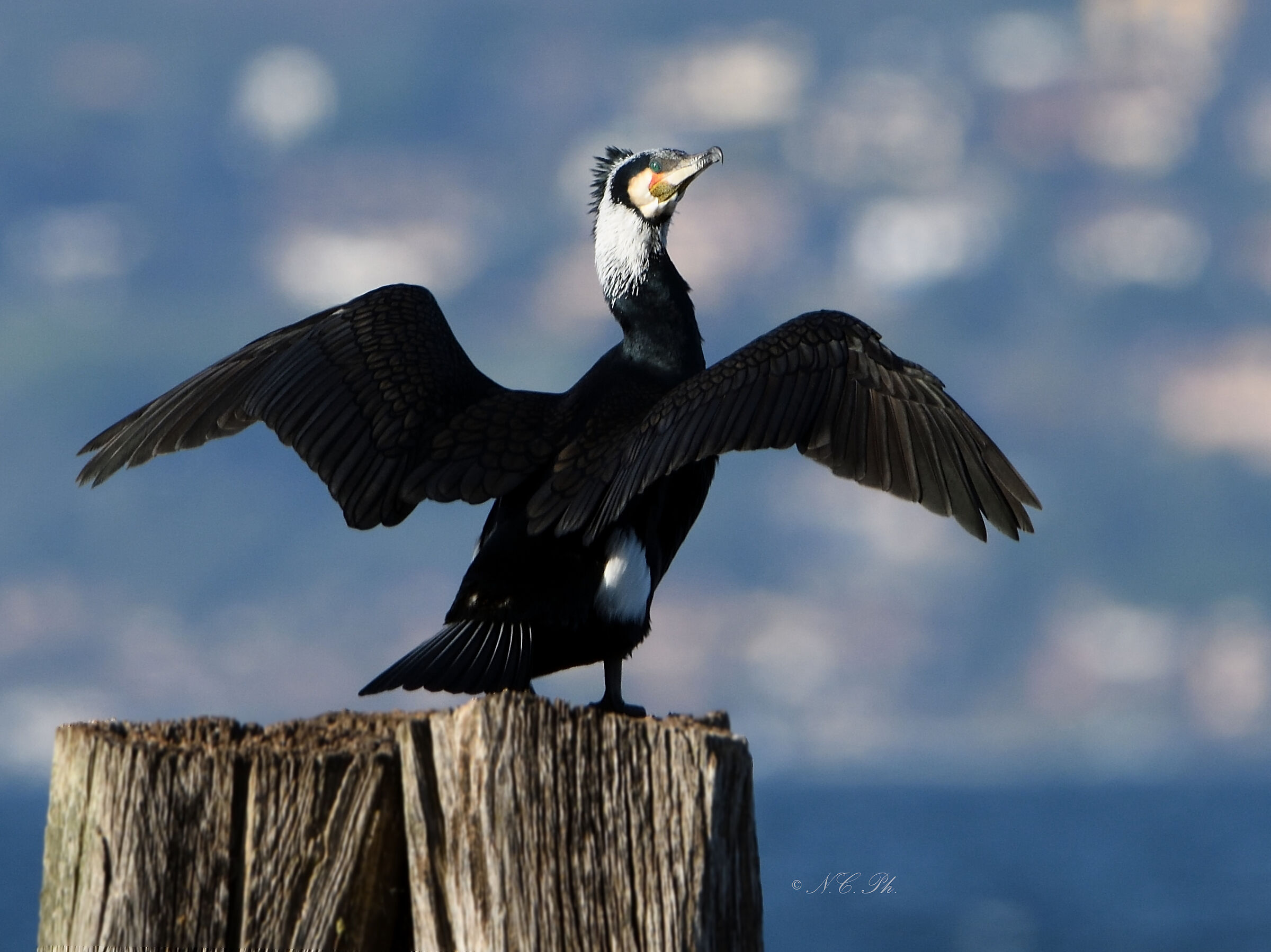 Greater cormorant