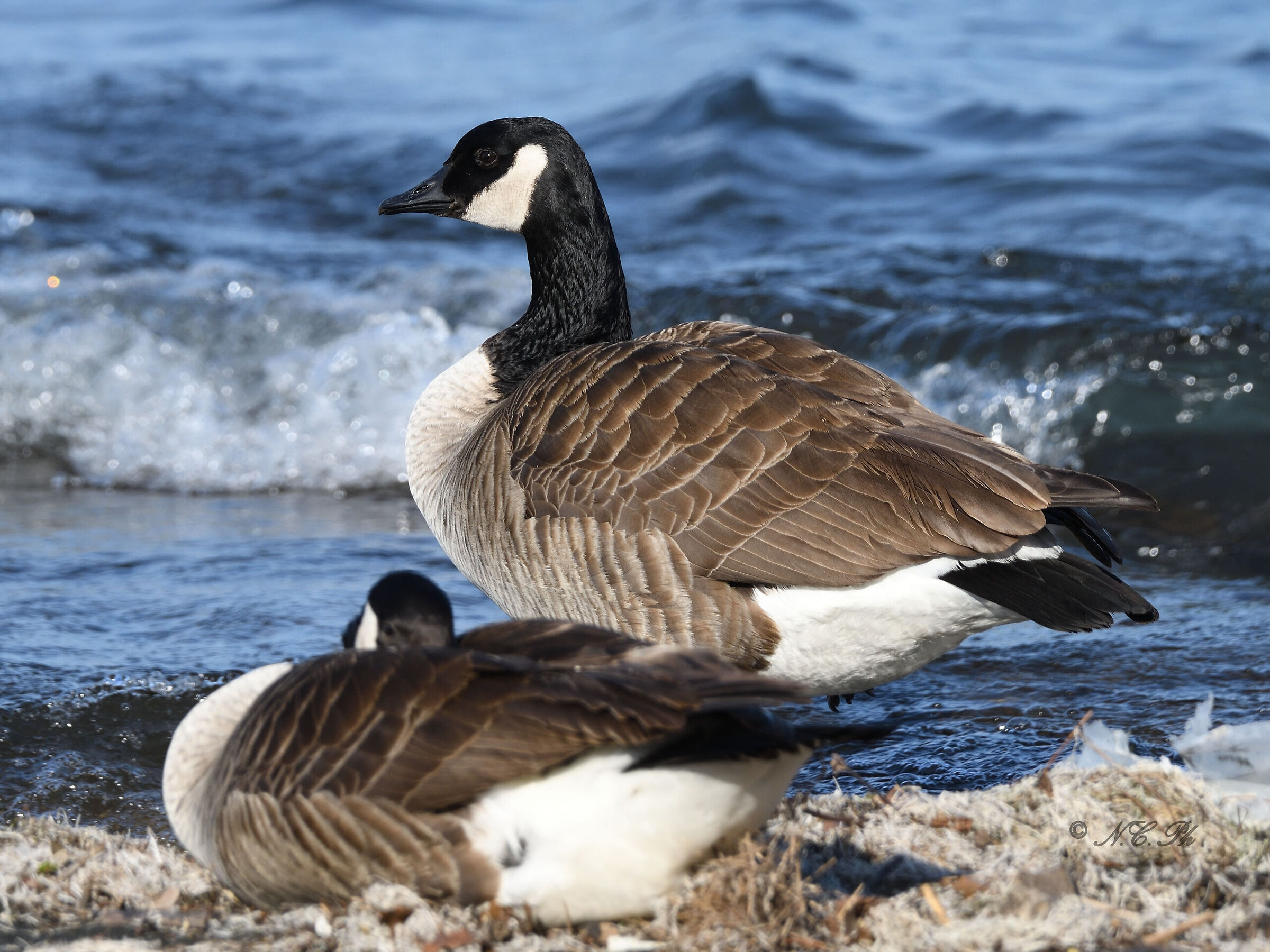 Canadian goose... in Bracciano