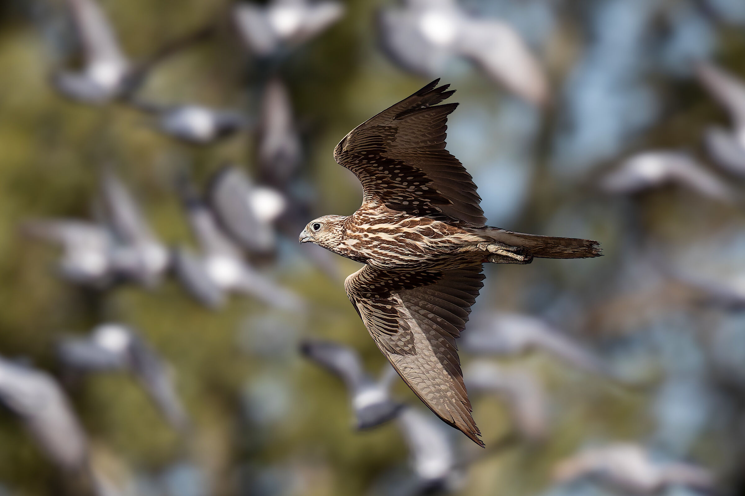 Sacred falcon