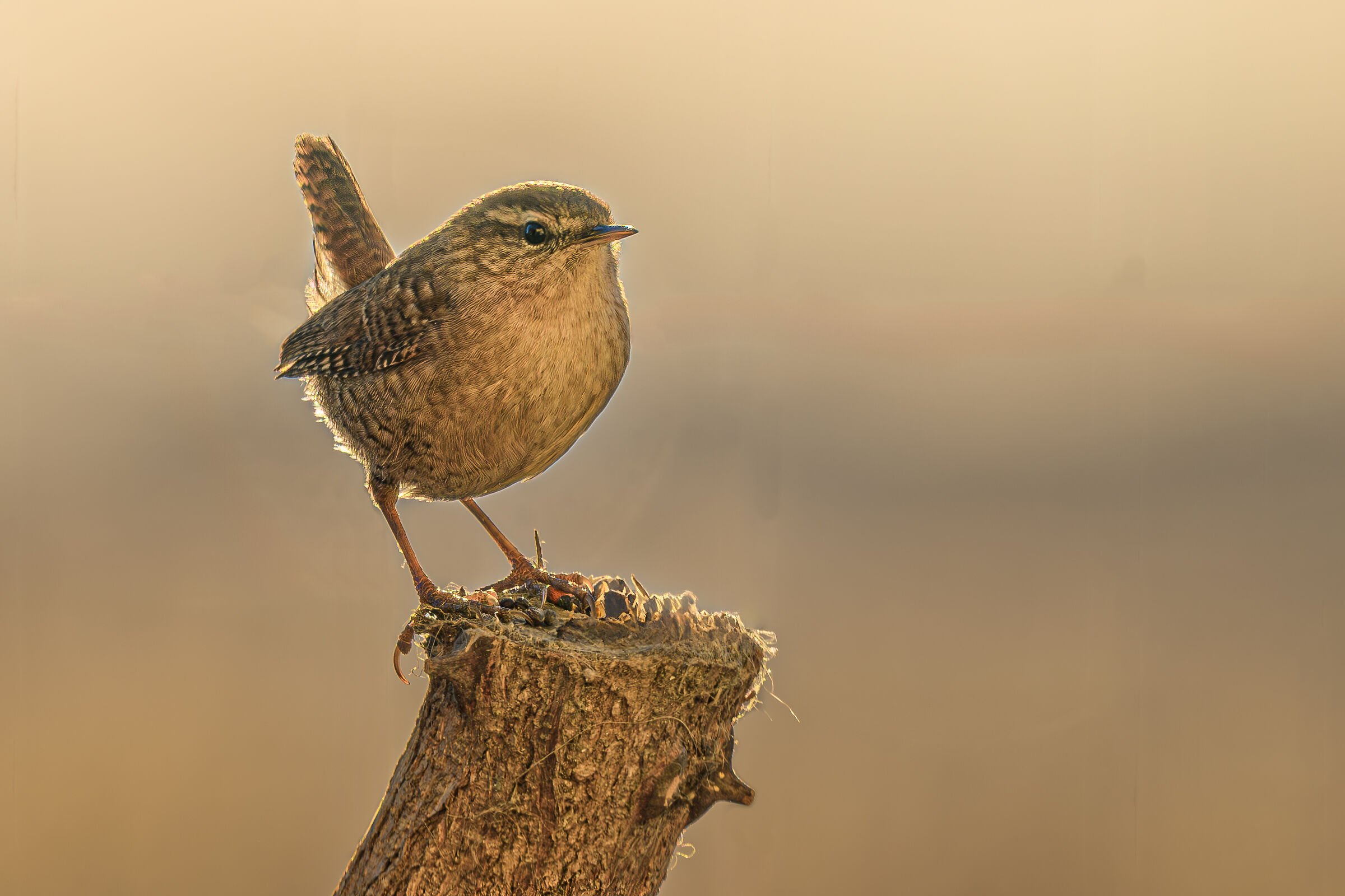 Wren