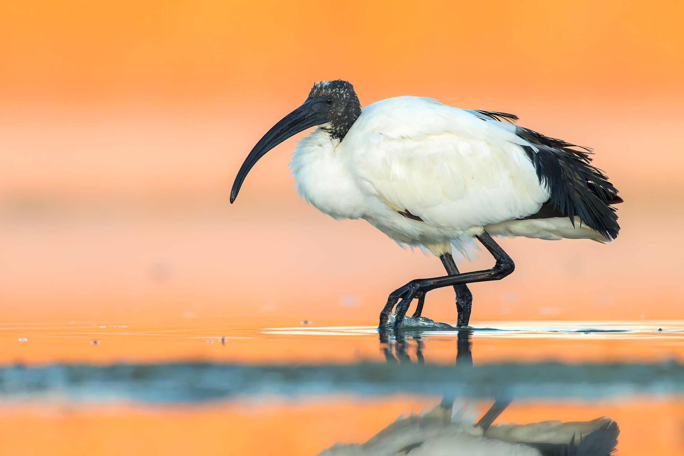 Sacred Ibis