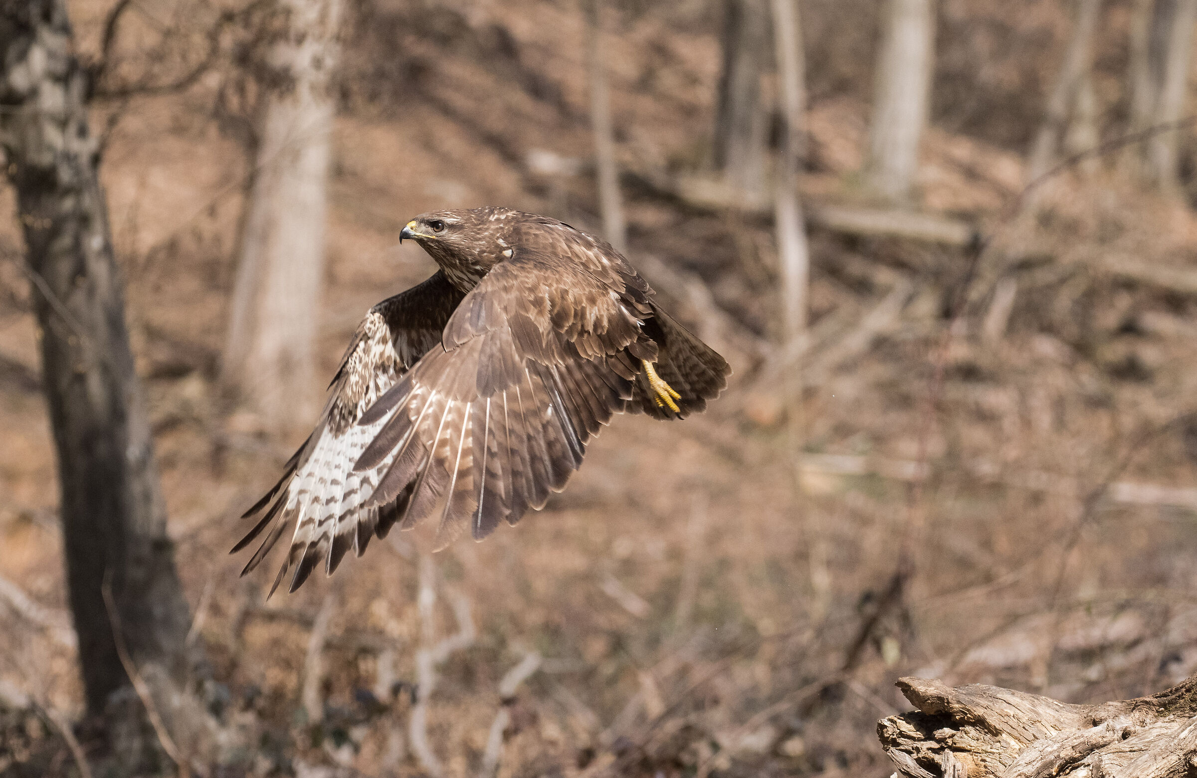 buzzard