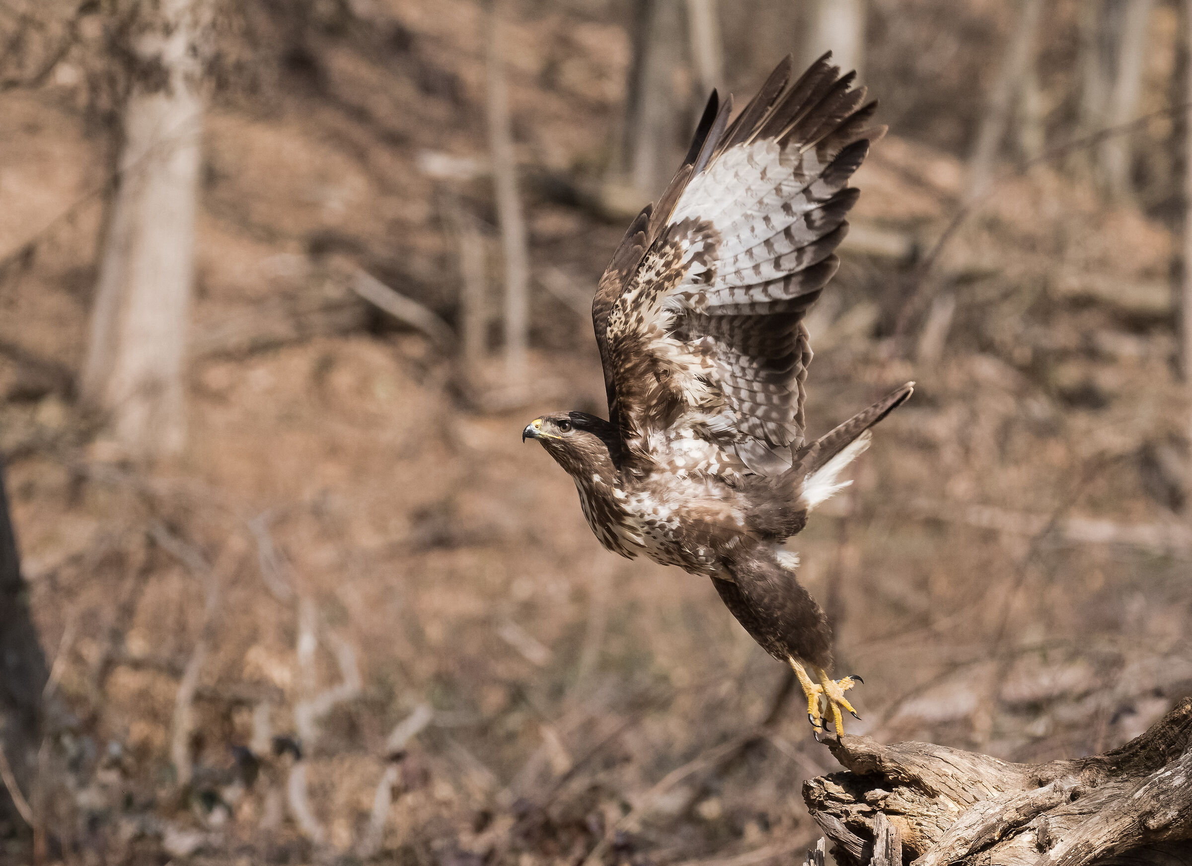 buzzard