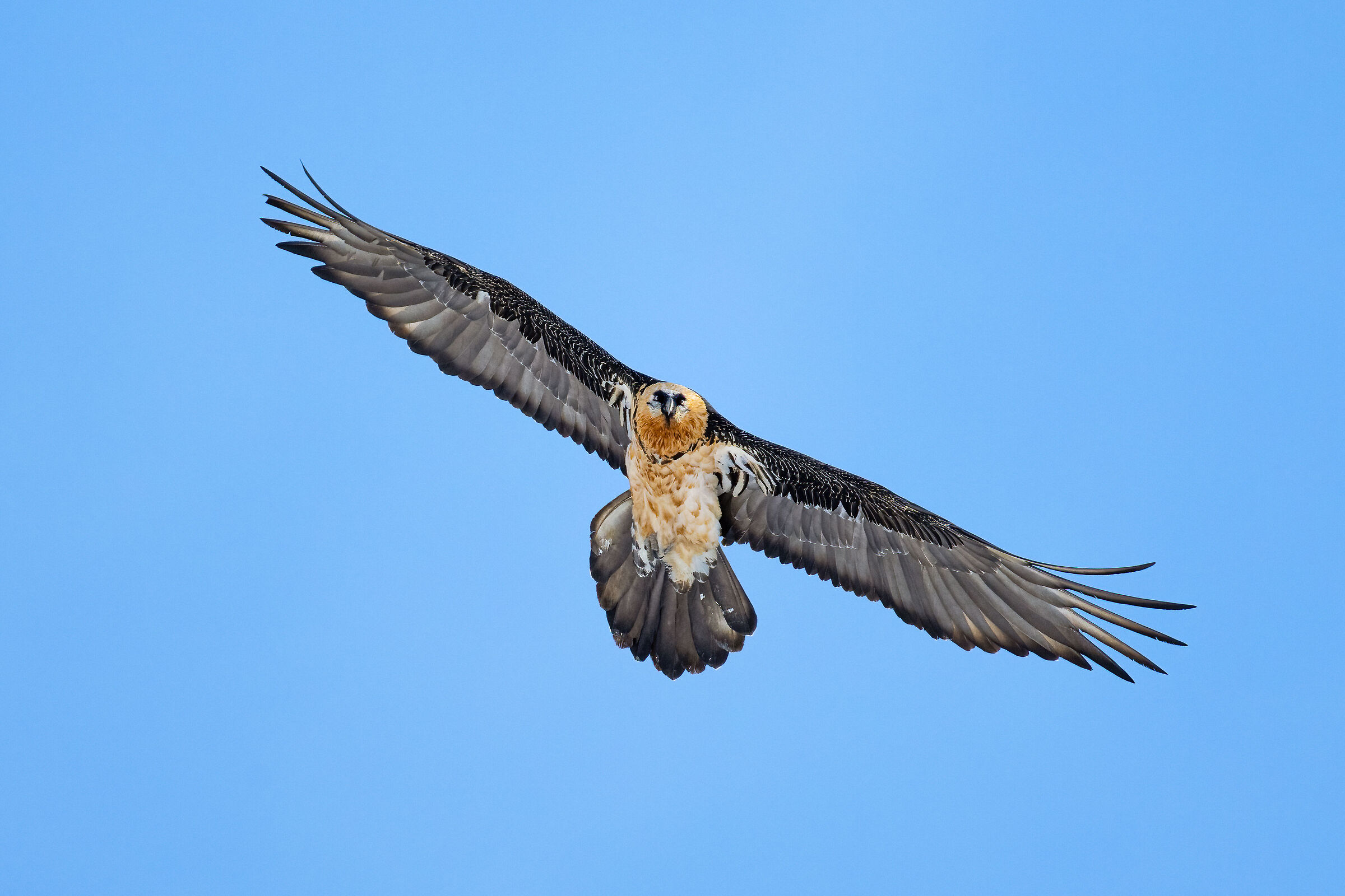 Gypaetus barbatus - Gran Paradiso National Park
