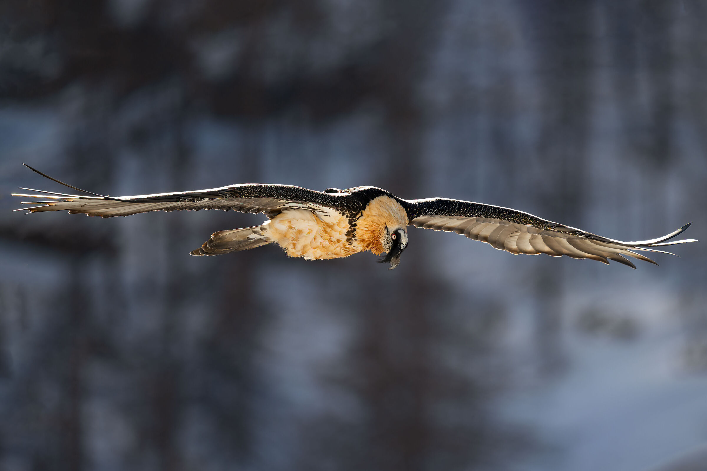 Gypaetus barbatus - Gran Paradiso National Park