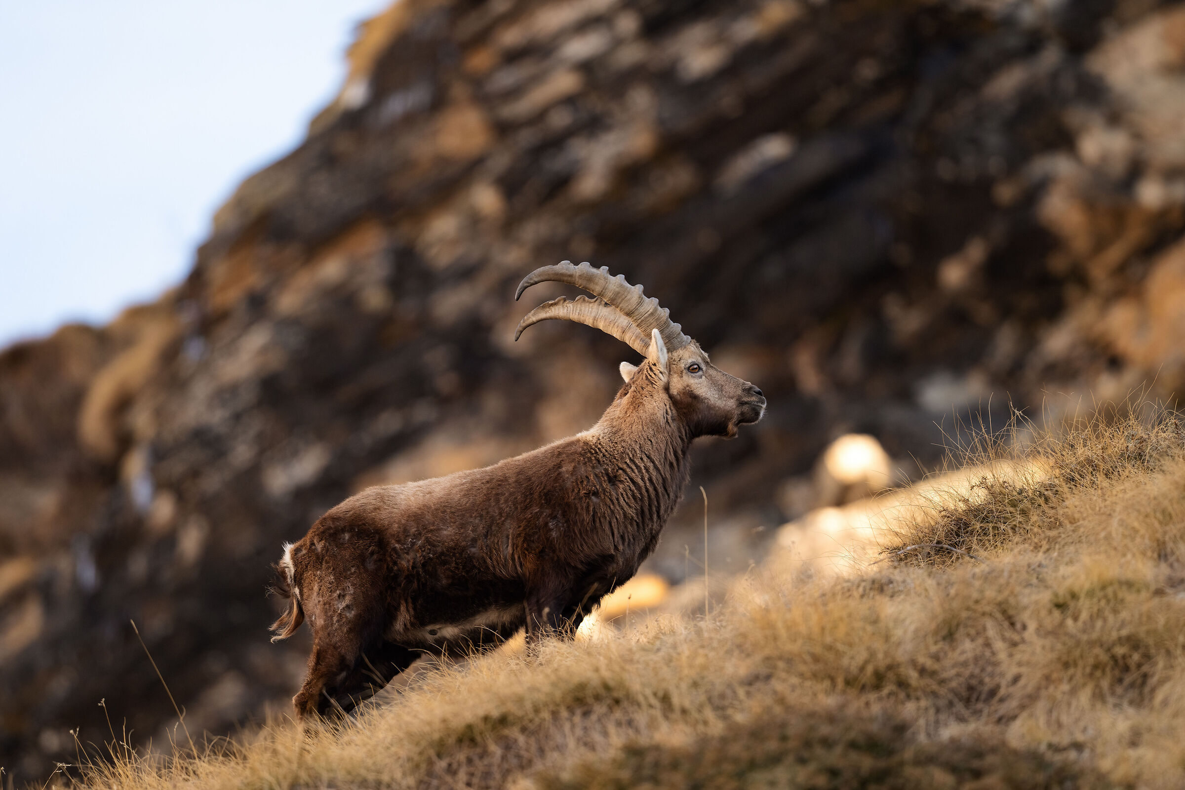 Ibex - Gran Paradiso National Park