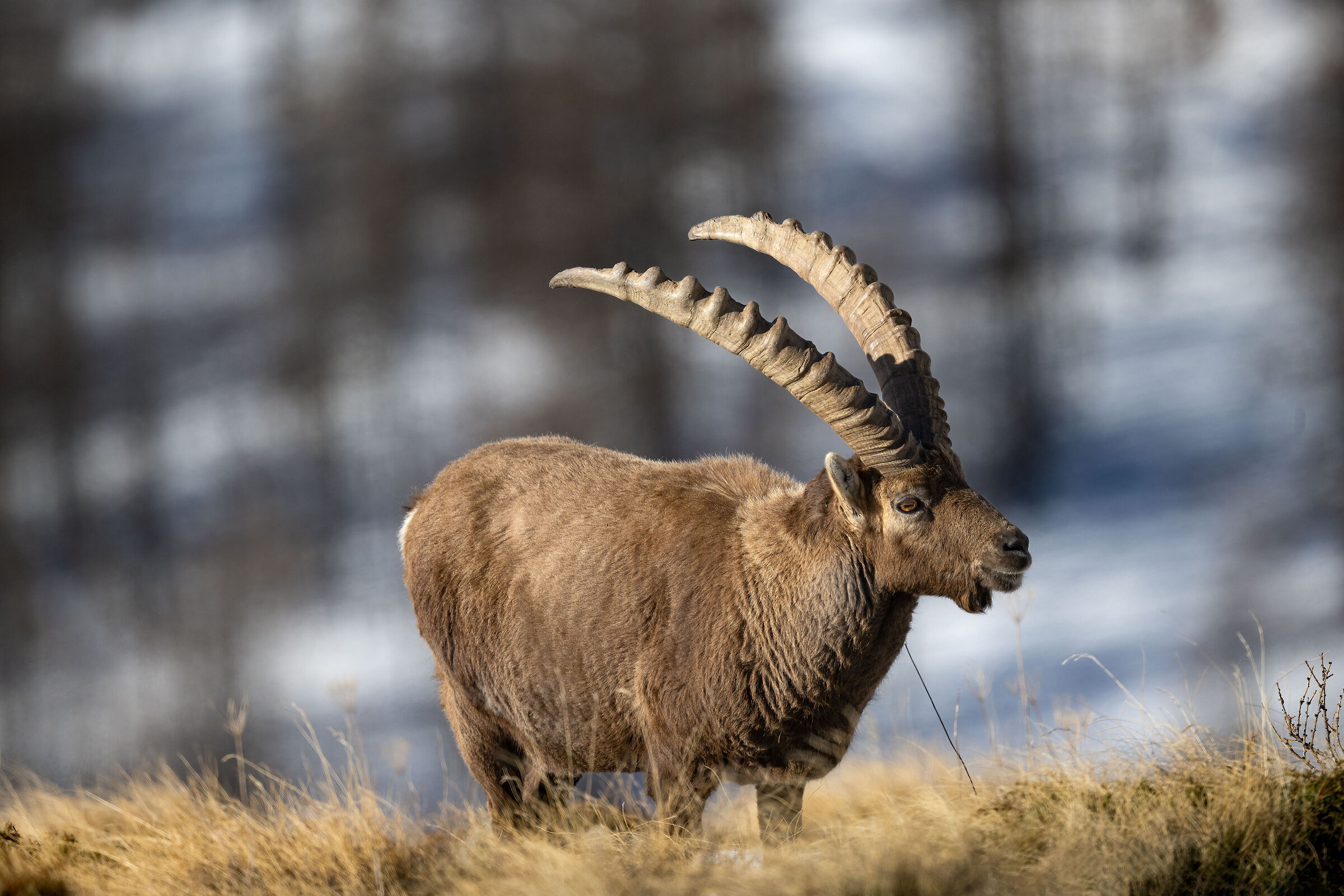 Ibex - Gran Paradiso National Park