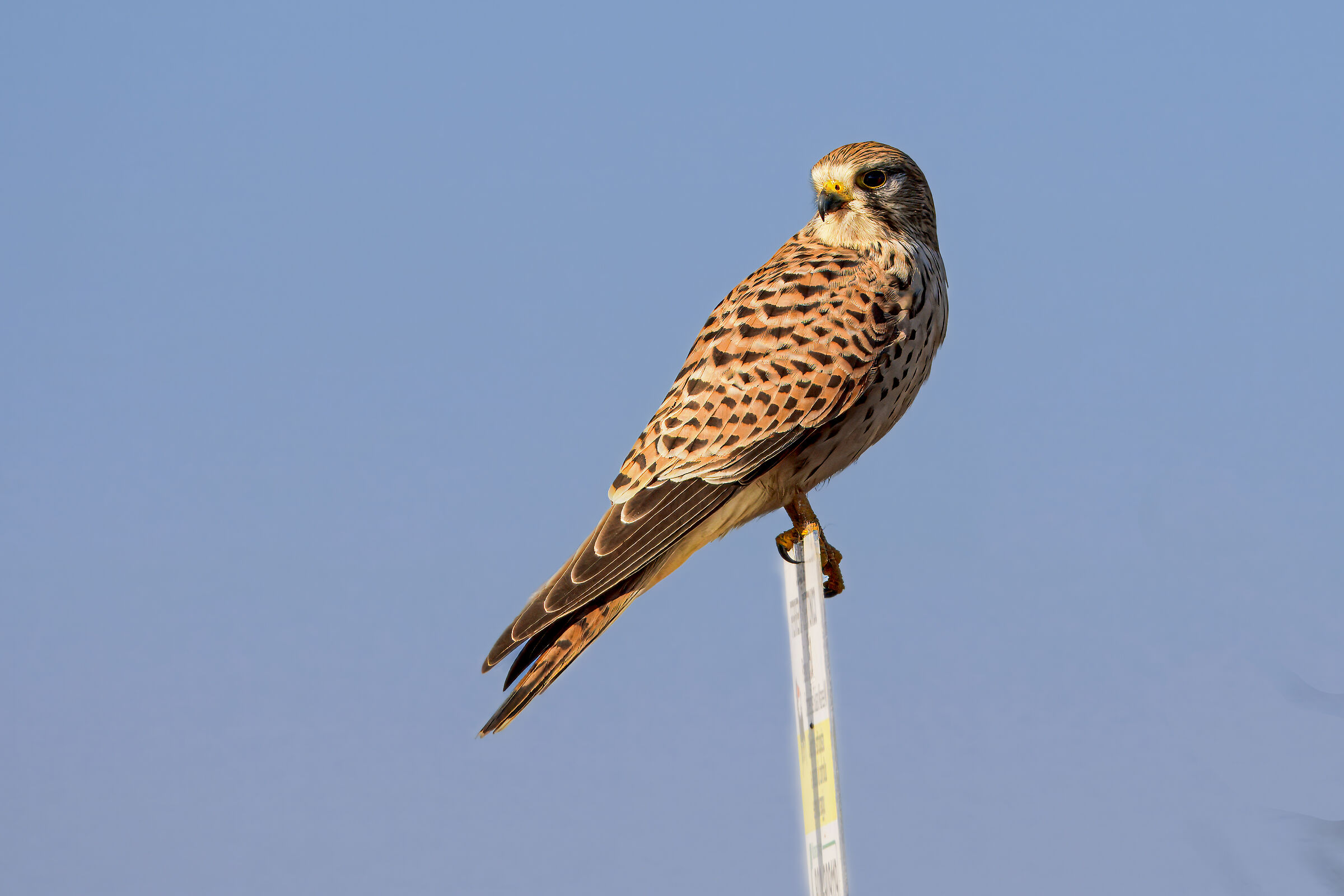 Kestrel
