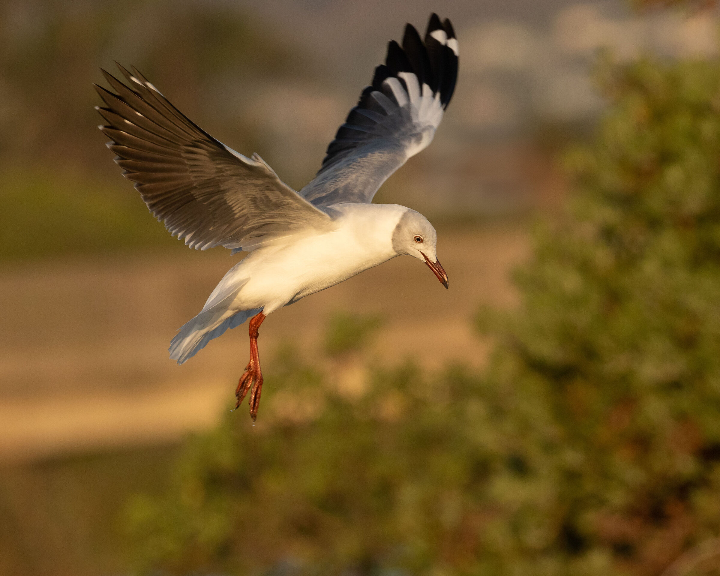 Grey-headed Gull (2025)