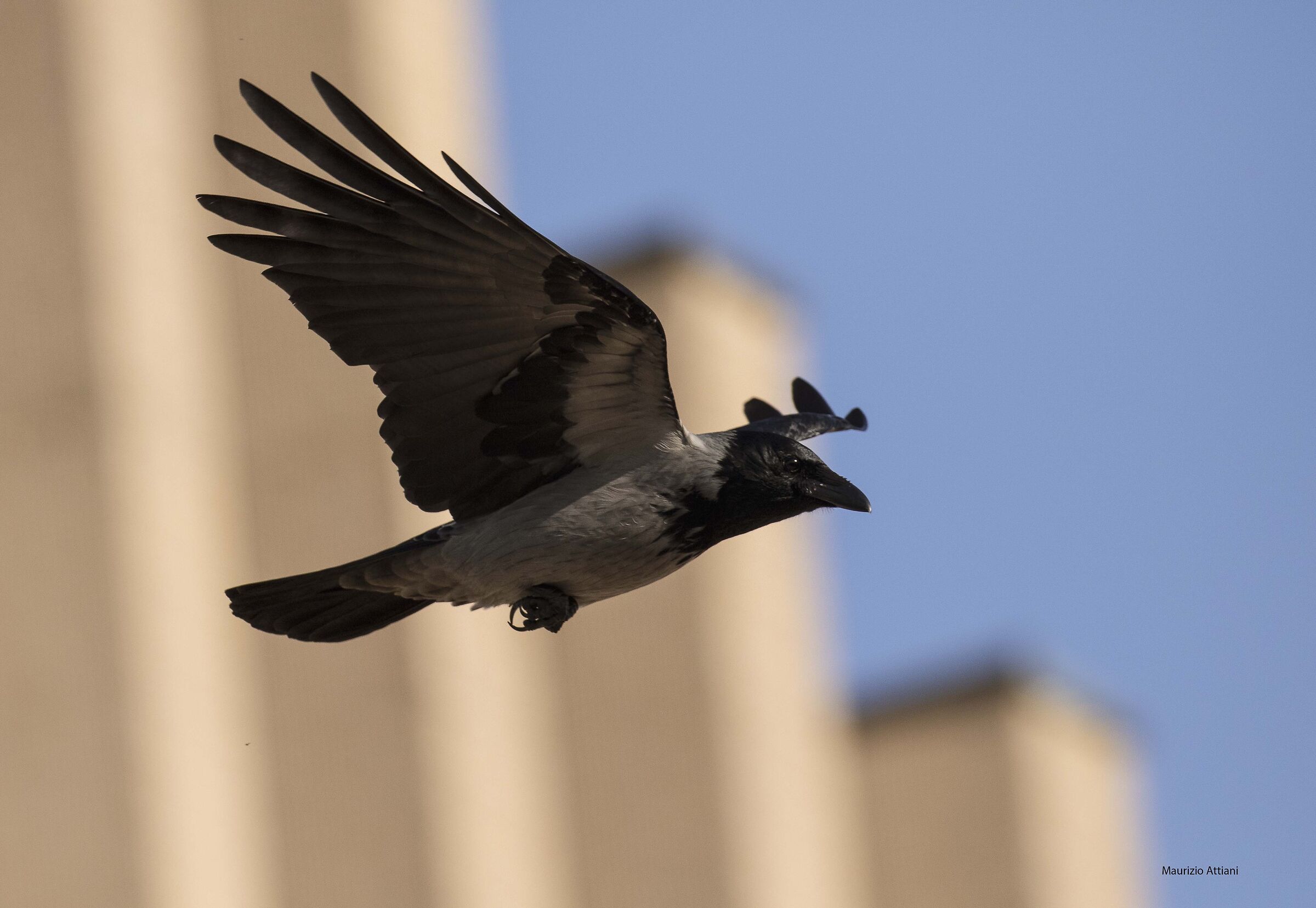 Un accoppiata infallibile 7dMII/100/400 L IS II