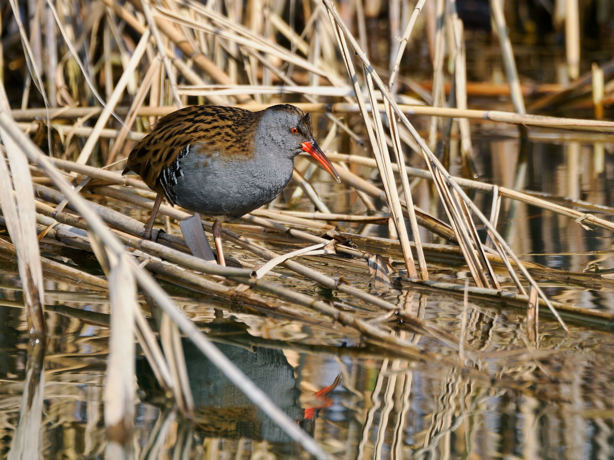 Water rail
