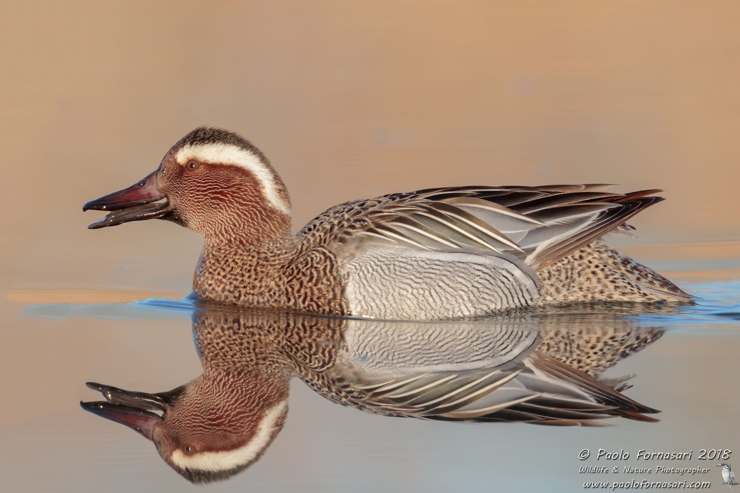 Garganey