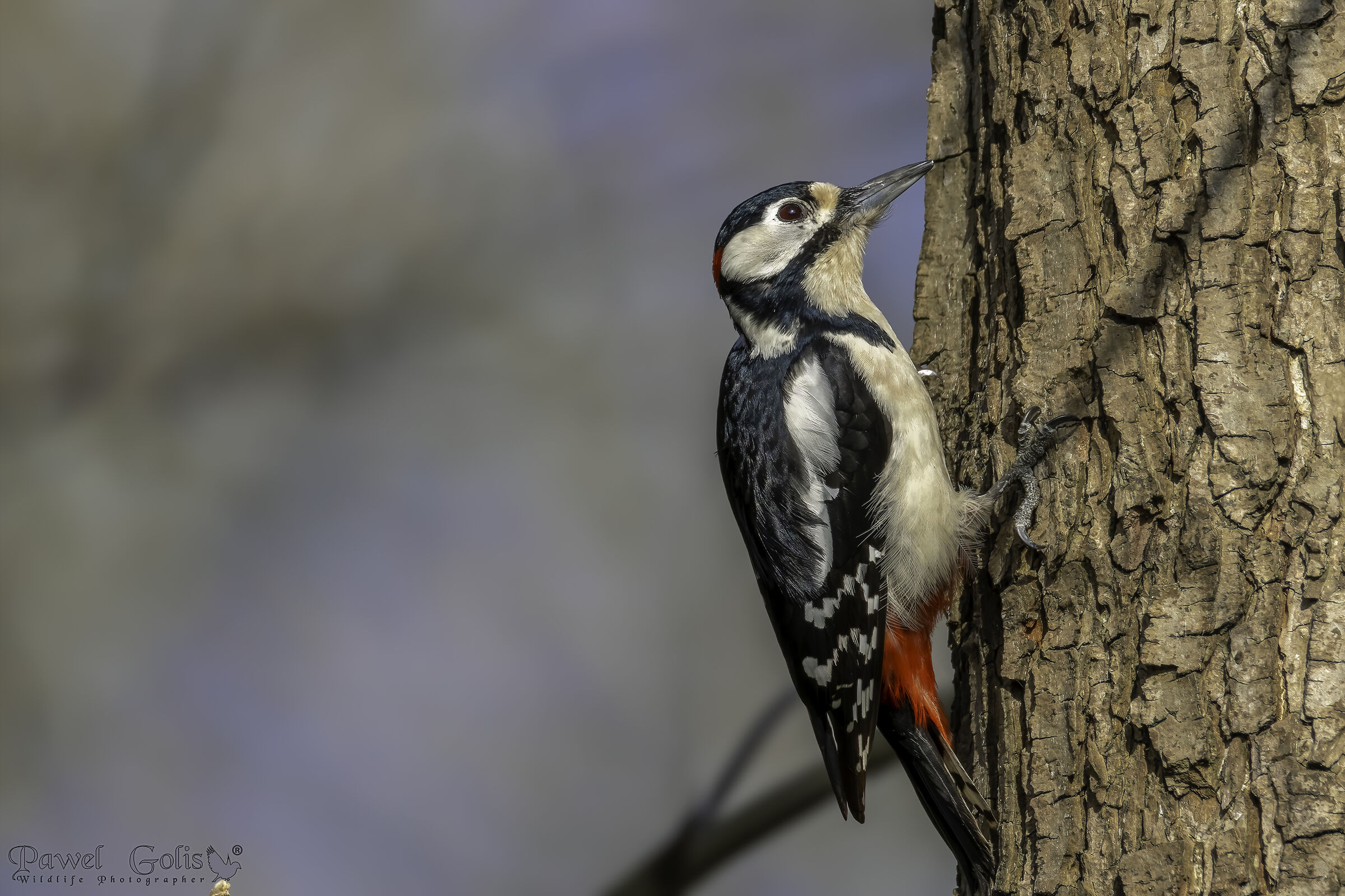 Il picchio rosso maggiore (Dendrocopos major)