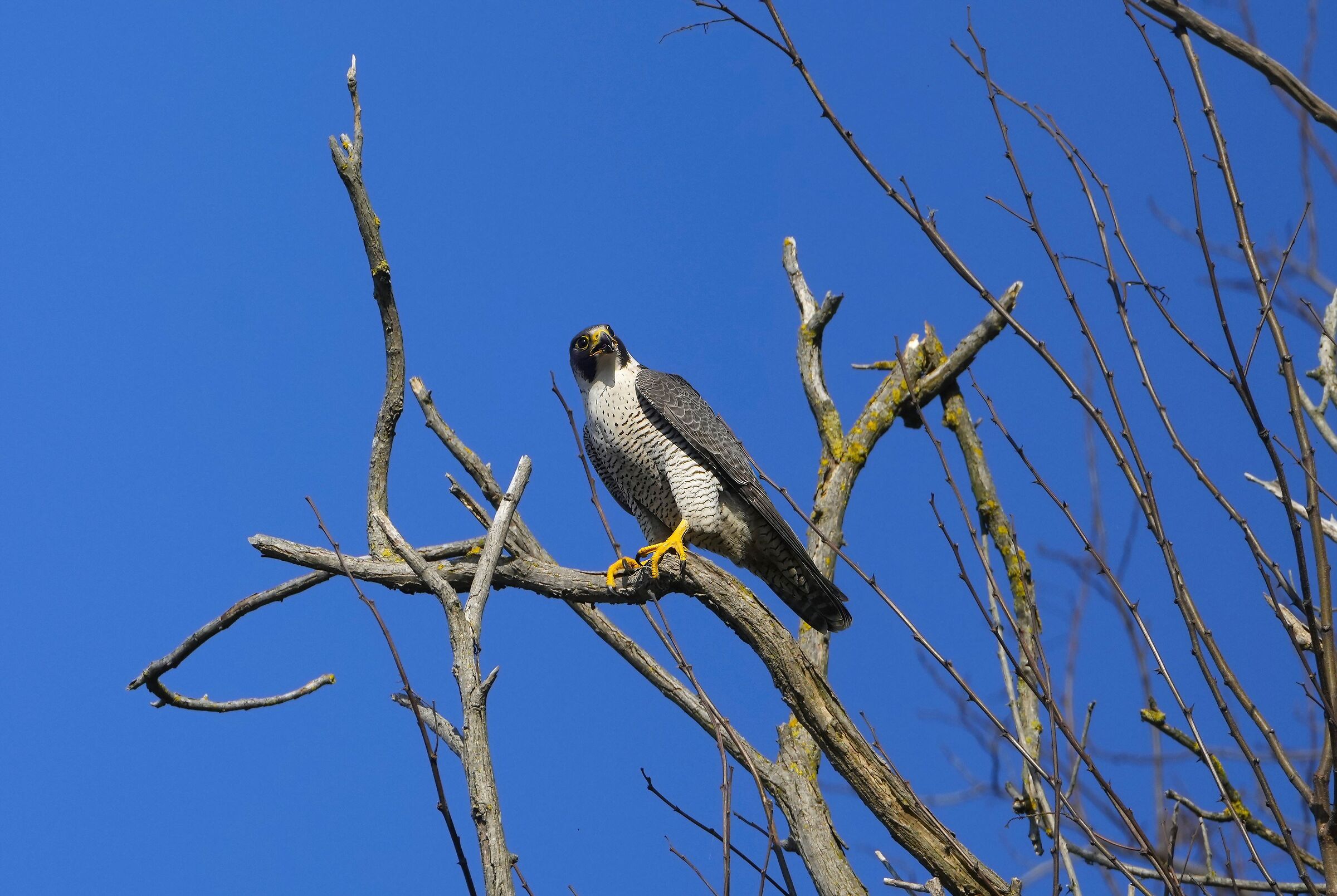 Peregrine