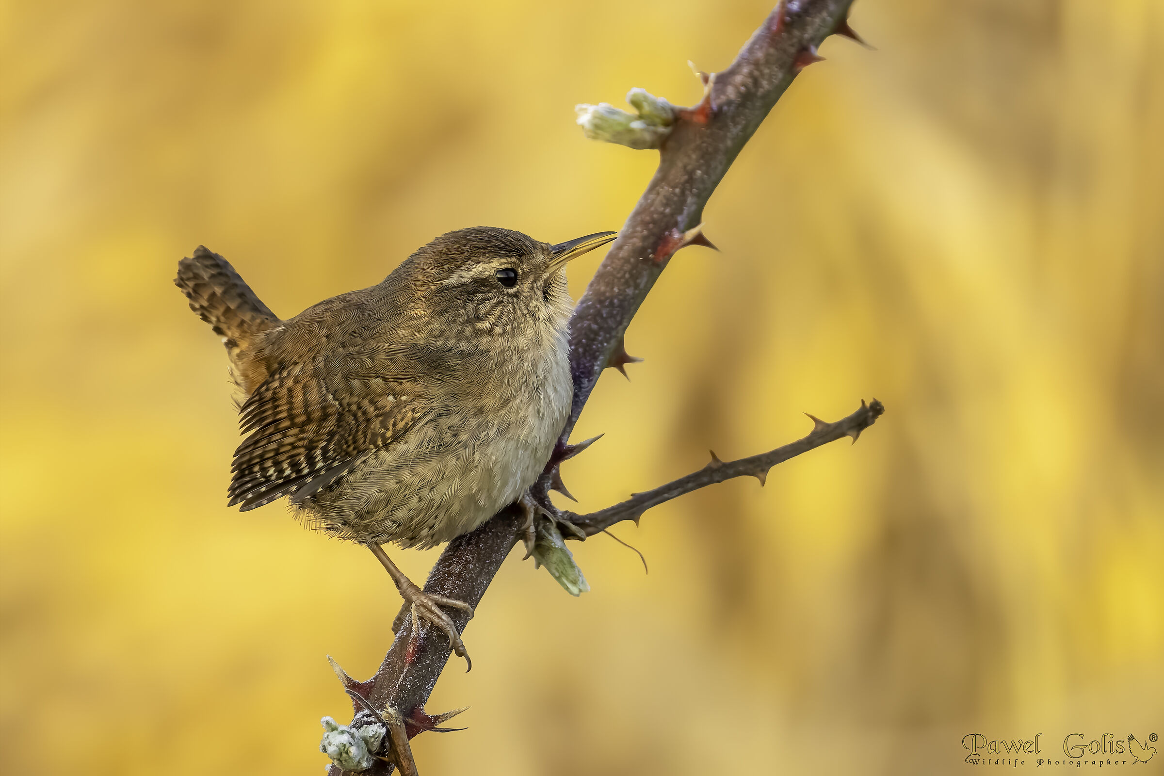 Scricciolo eurasiatico ( Troglodytes troglodytes)